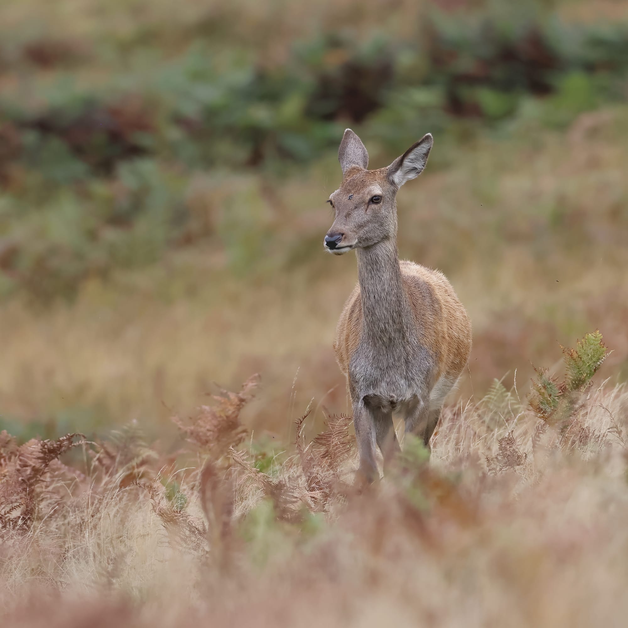 Red Deer