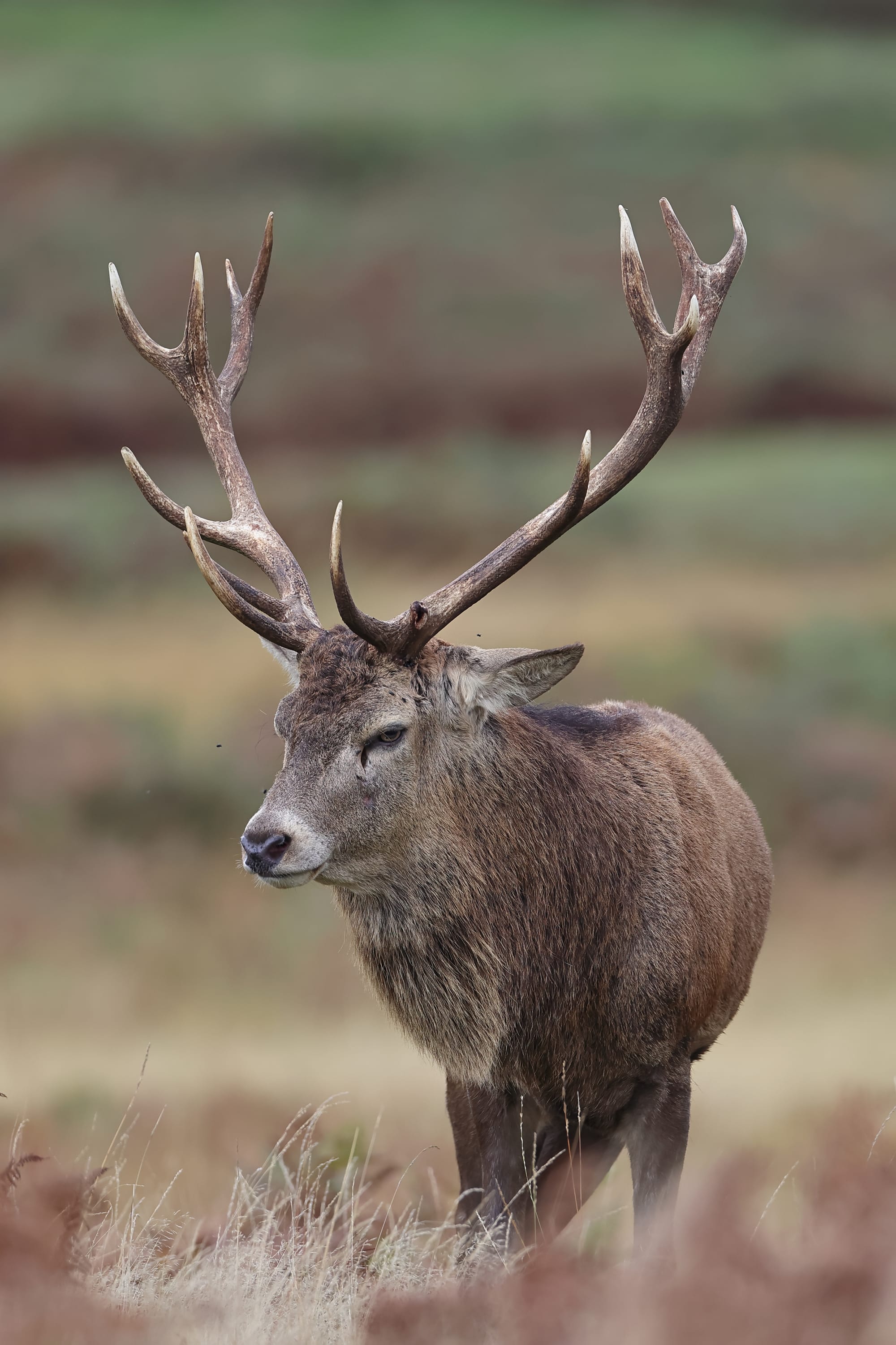 Red Deer