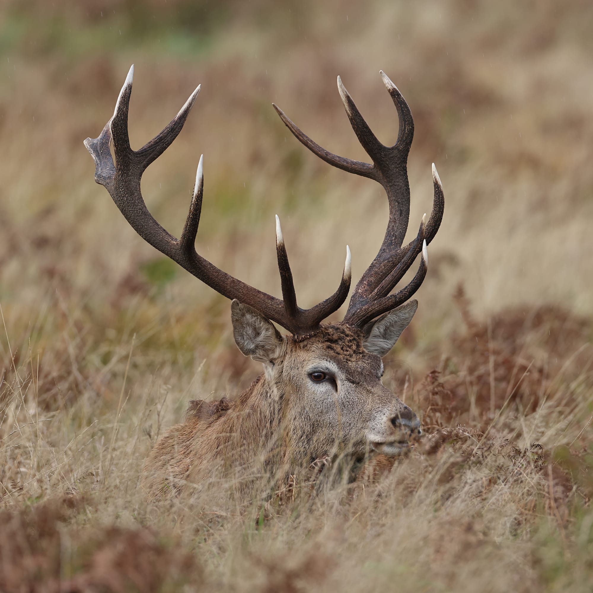 Red Deer