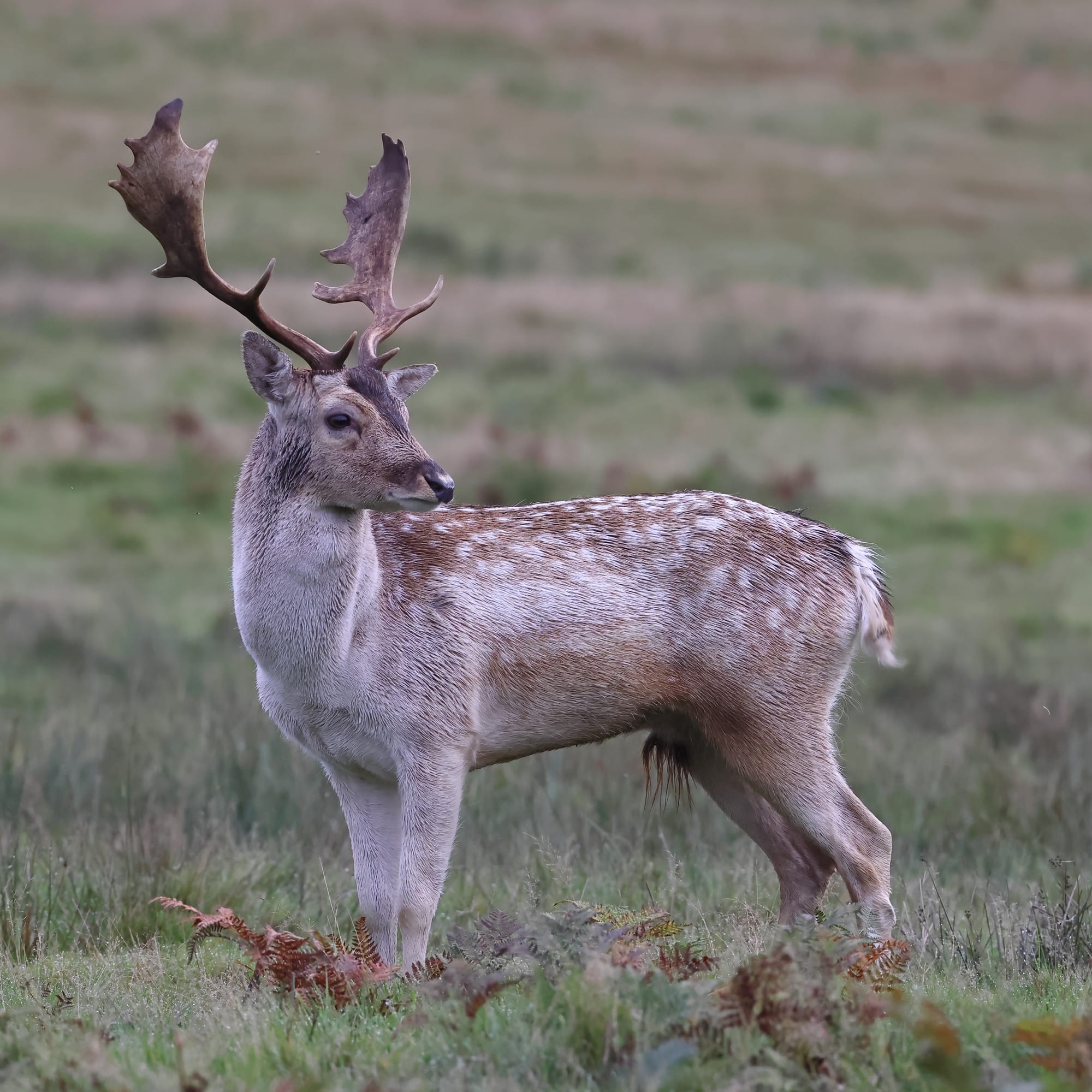 Fallow Deer