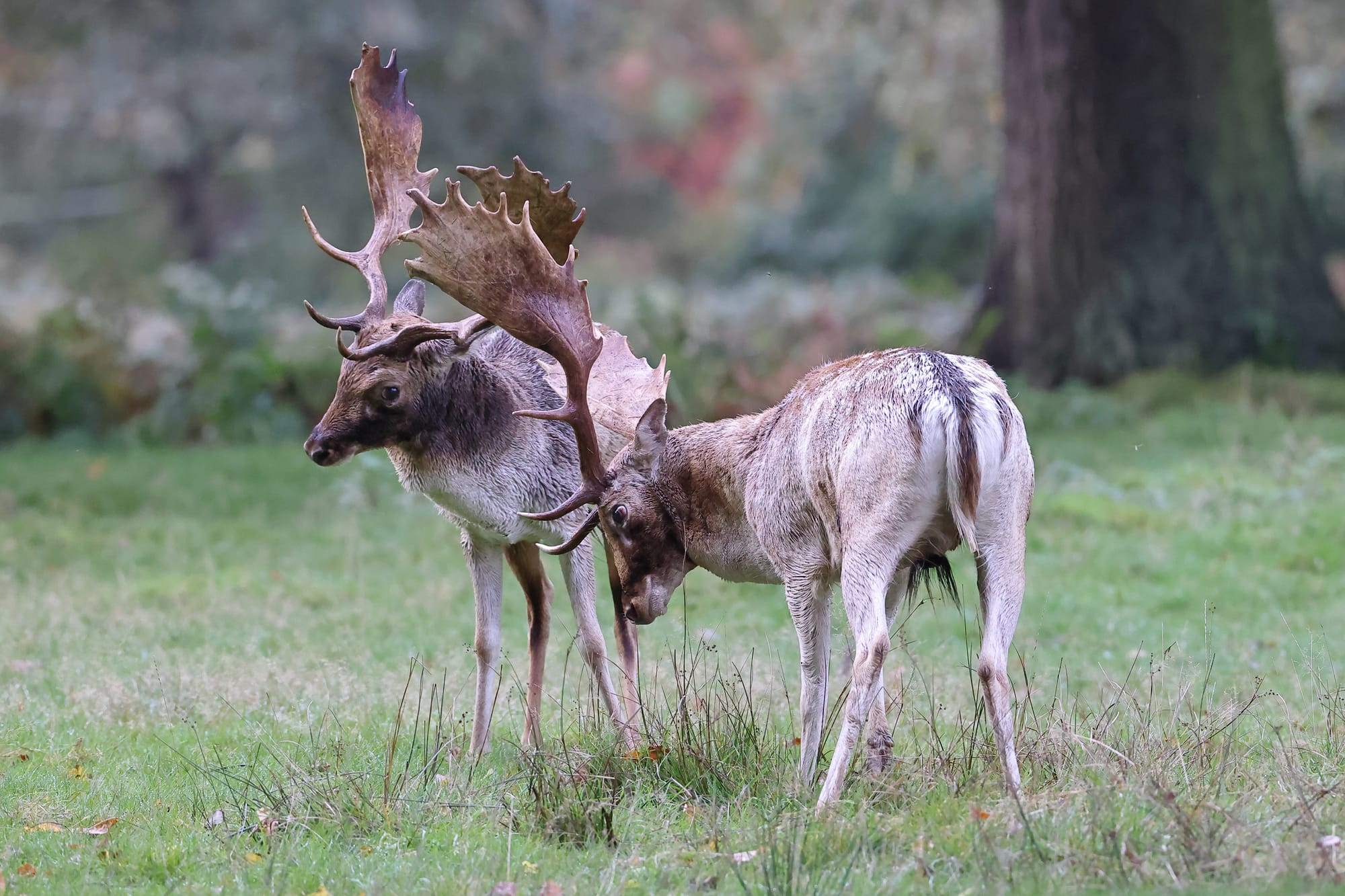 Fallow Deer