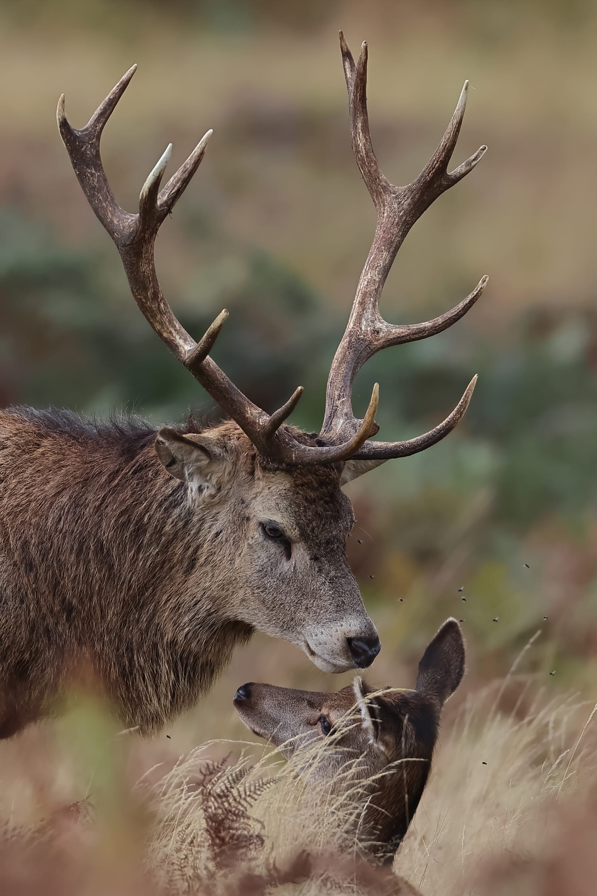 Red Deer