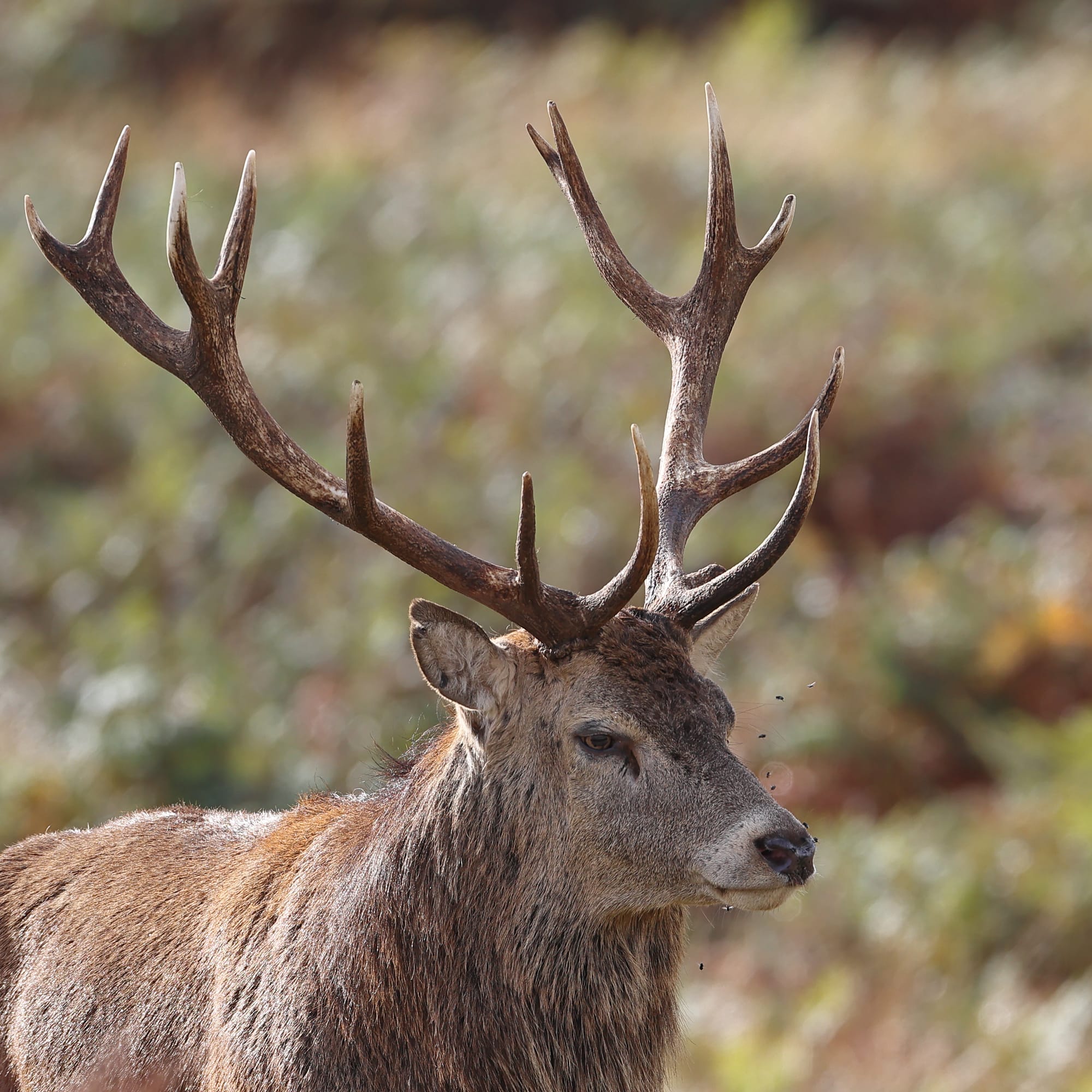 Red Deer