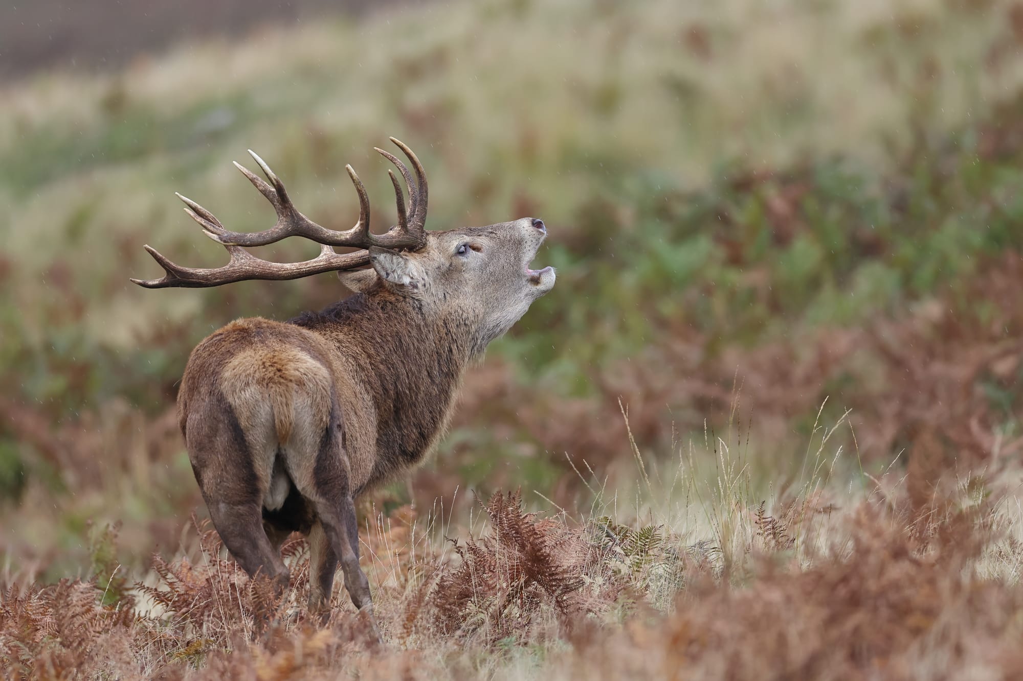 Red Deer