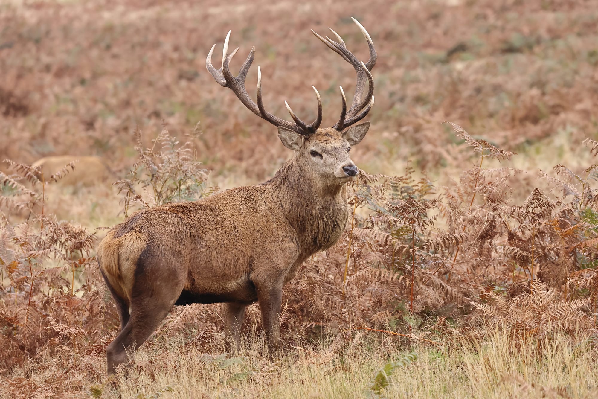 Red Deer