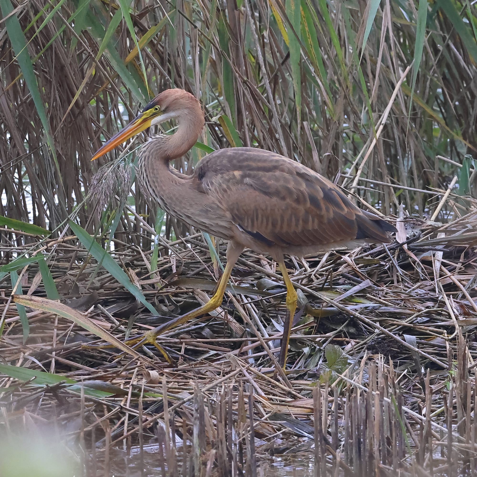 Purple Heron