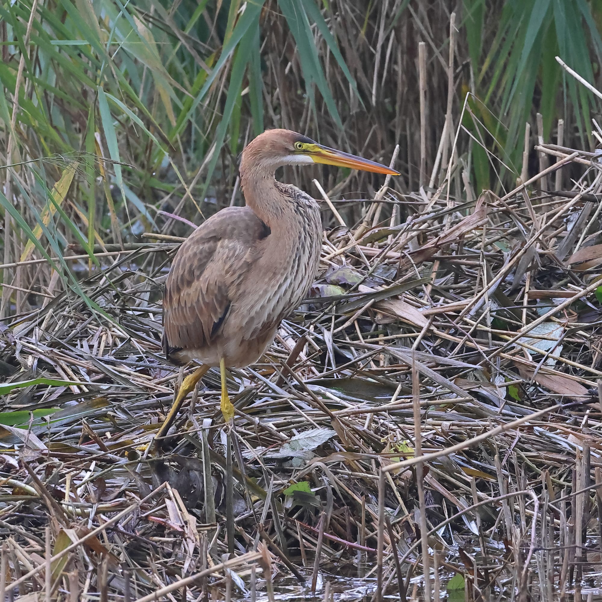 Purple Heron