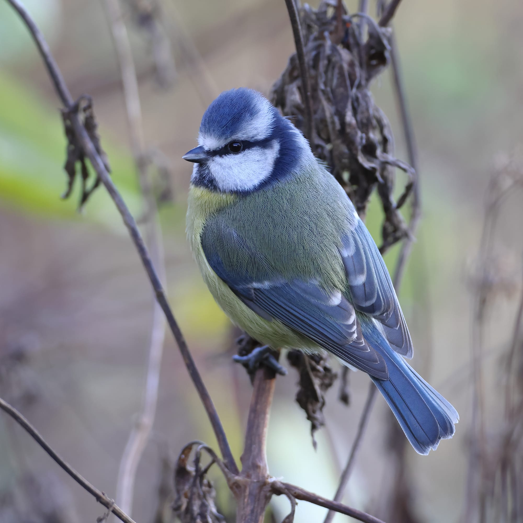 Blue Tit