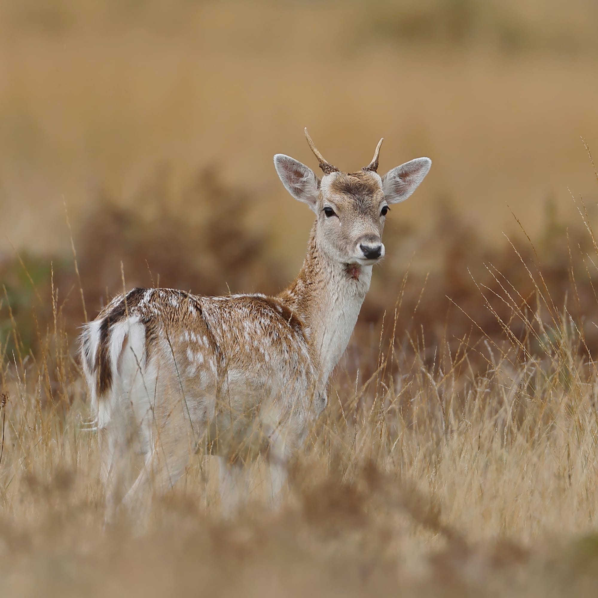 Fallow Deer