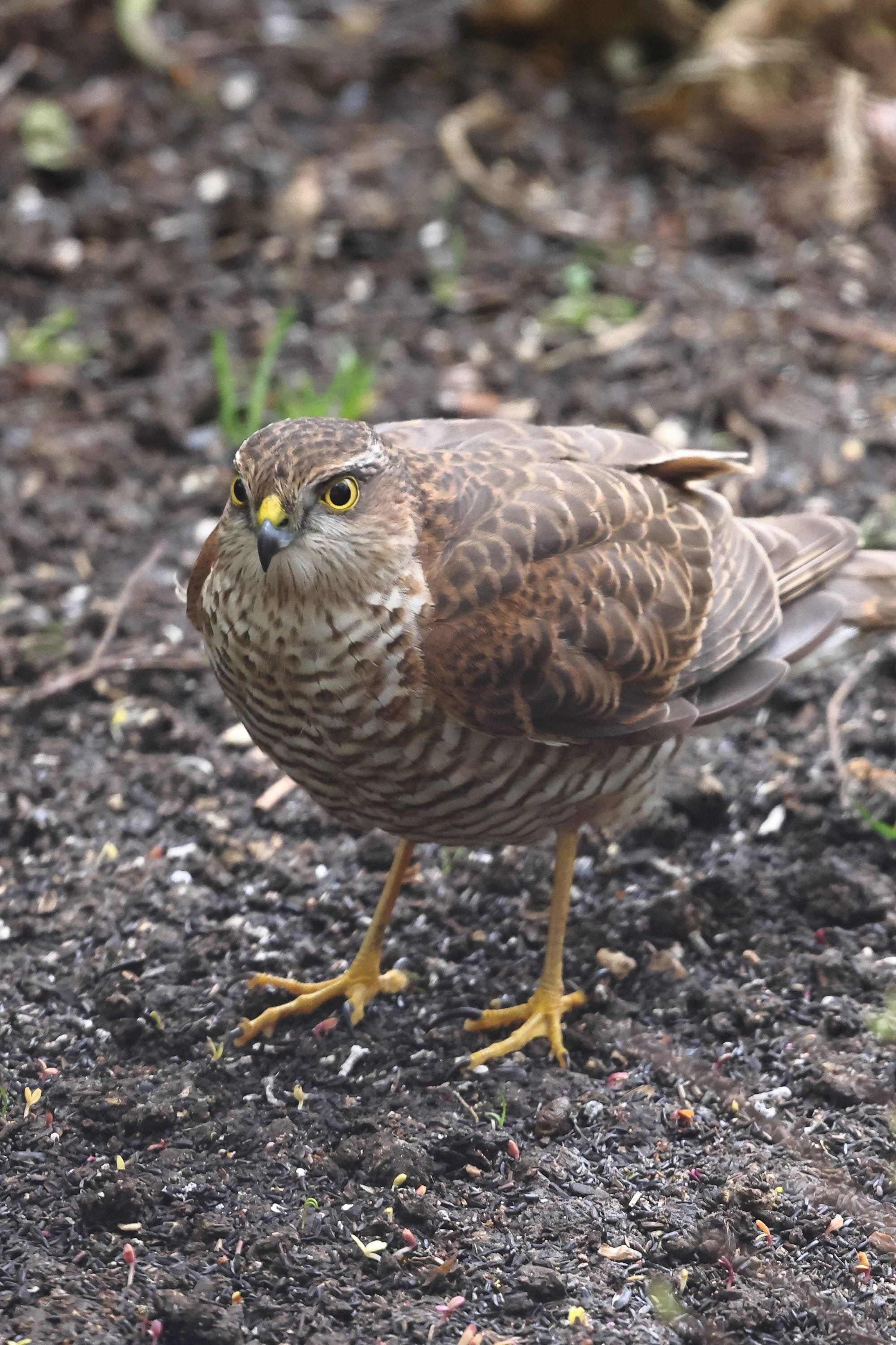 Sparrowhawk