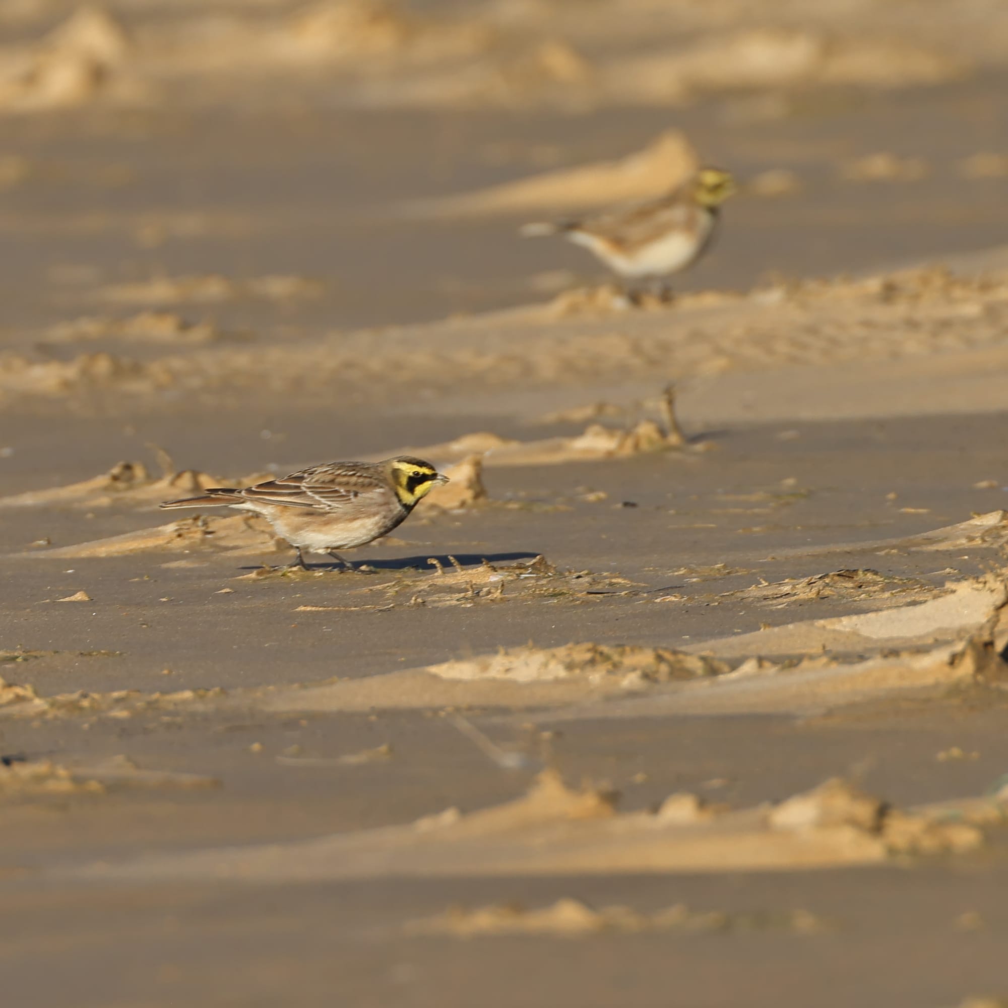 Shore Lark