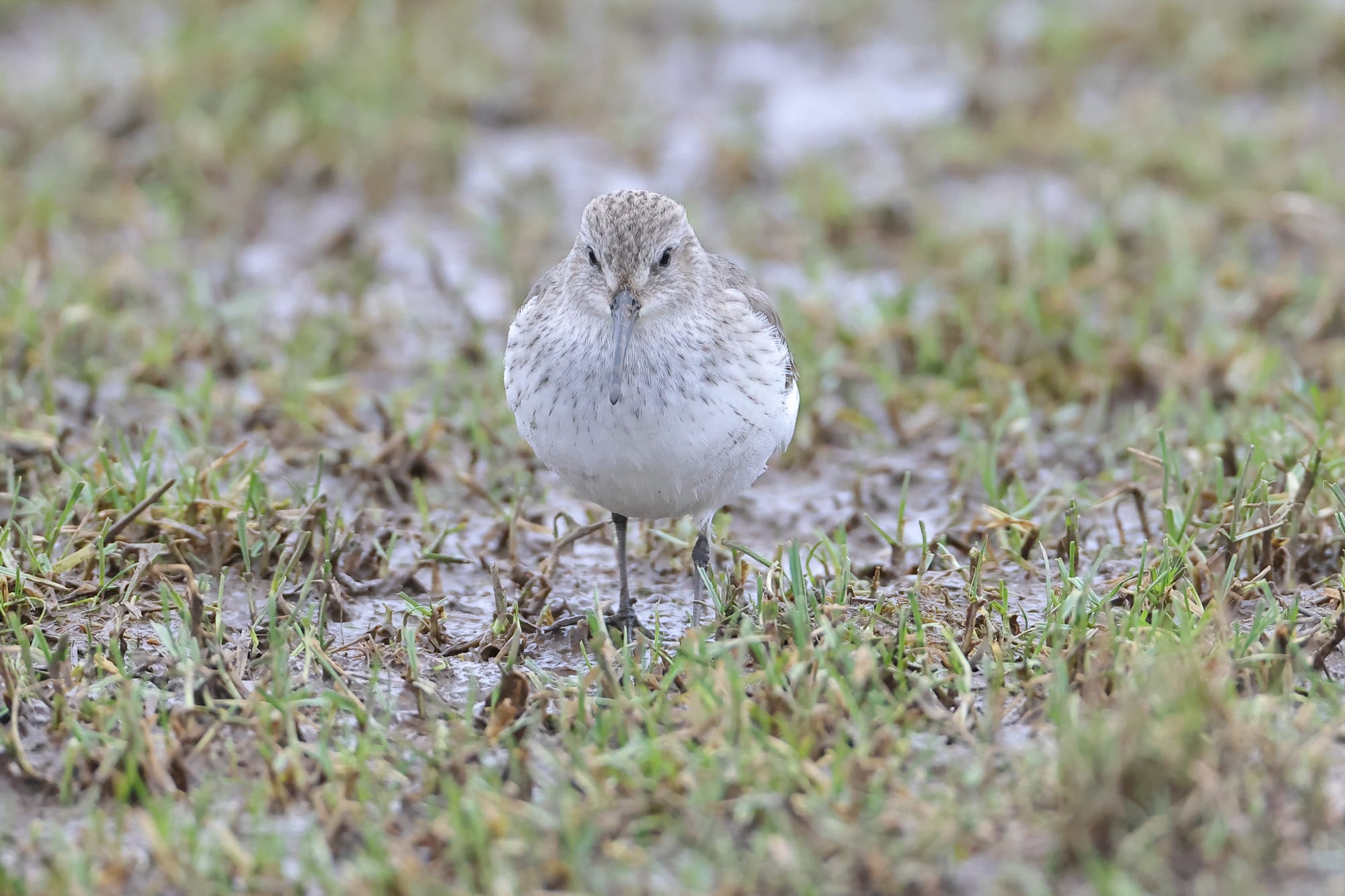 Dunlin