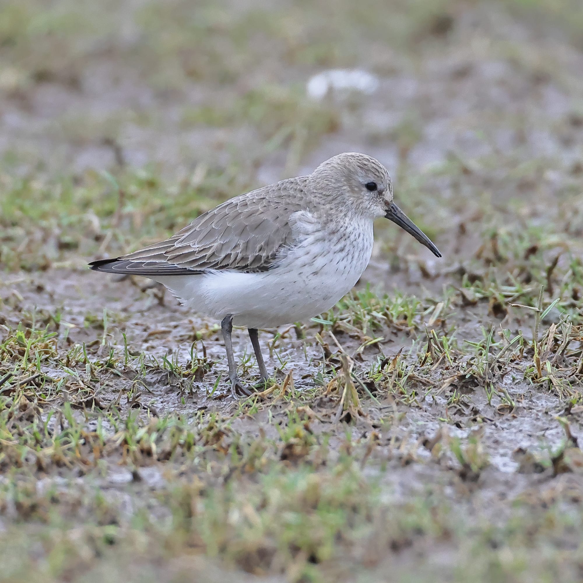 Dunlin