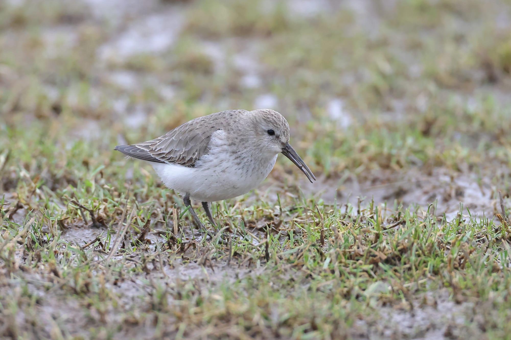 Dunlin