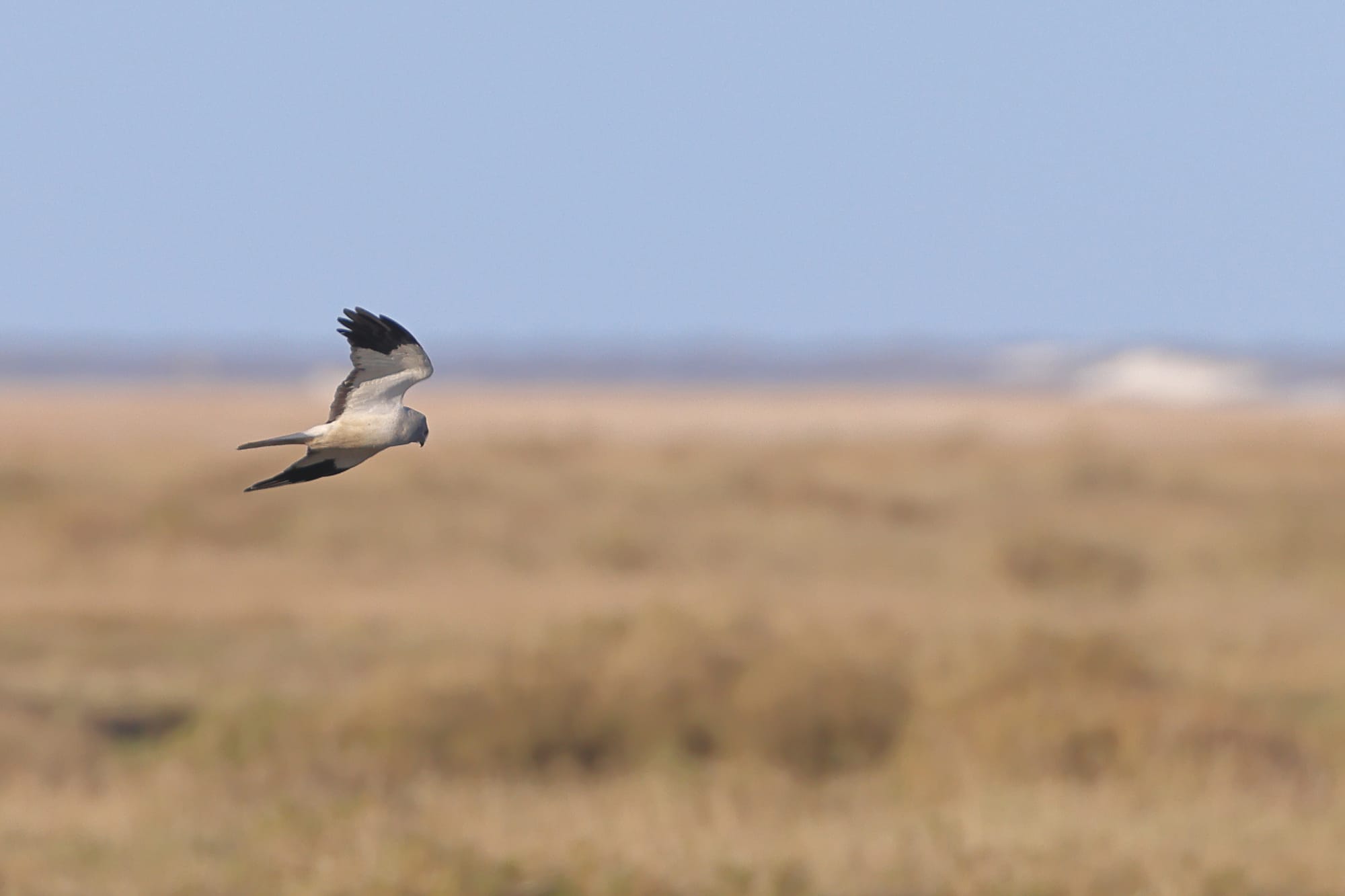 Hen Harrier