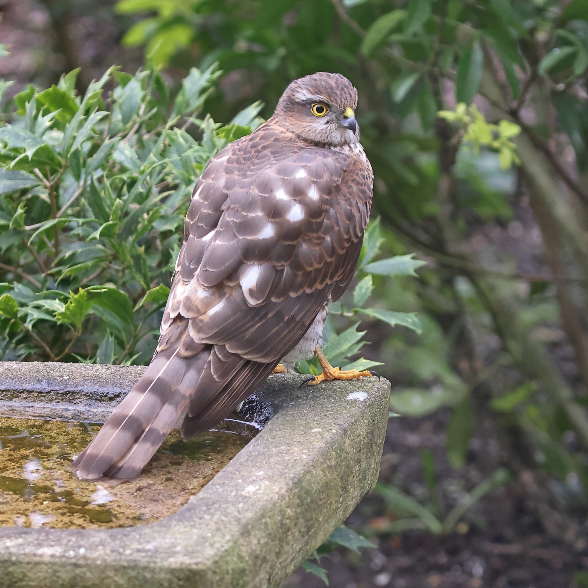 Sparrowhawk