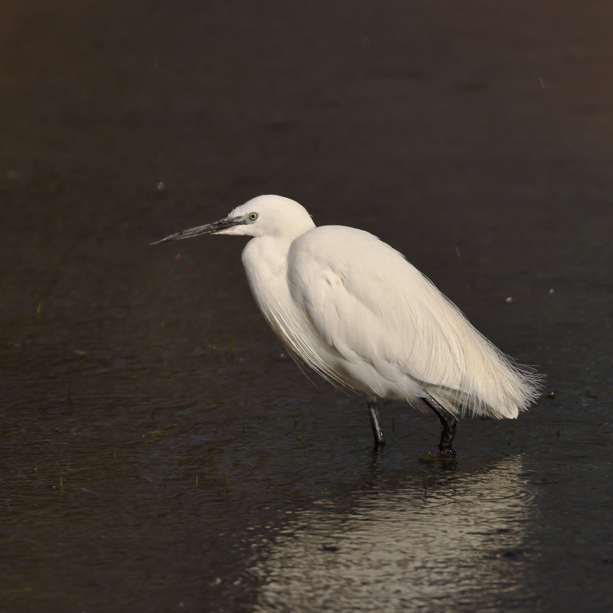 Little Egret