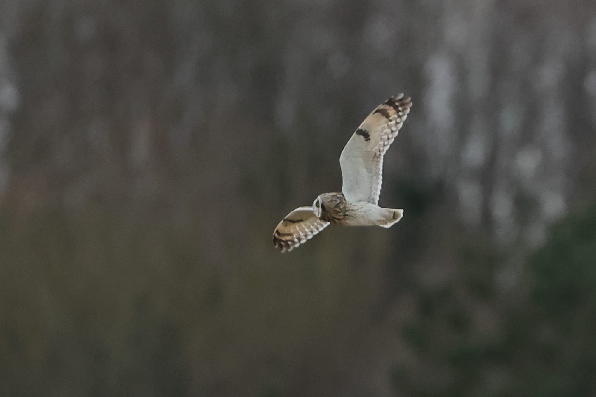 Short-eared Owl