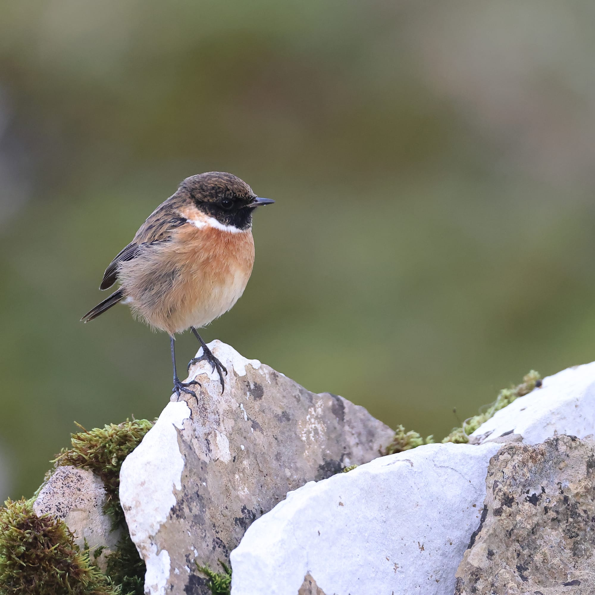 Stonechat