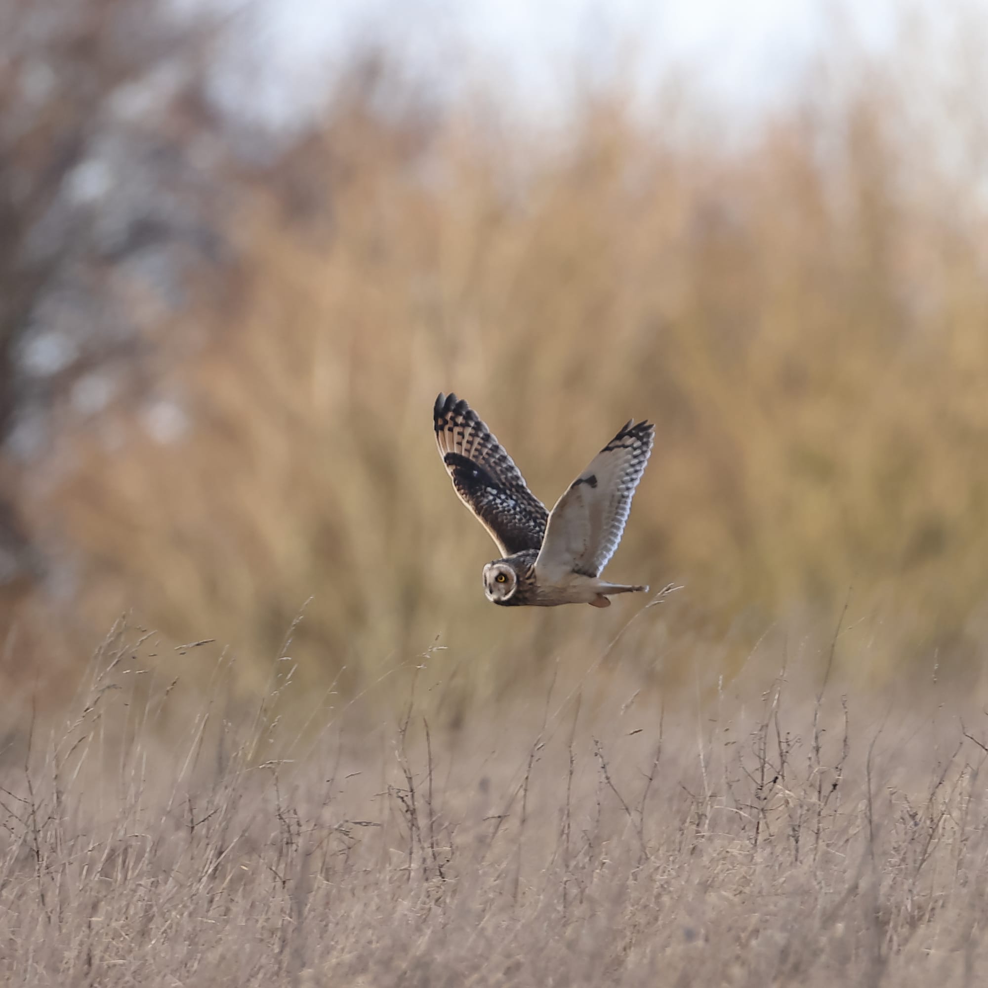 Short-eared Owl