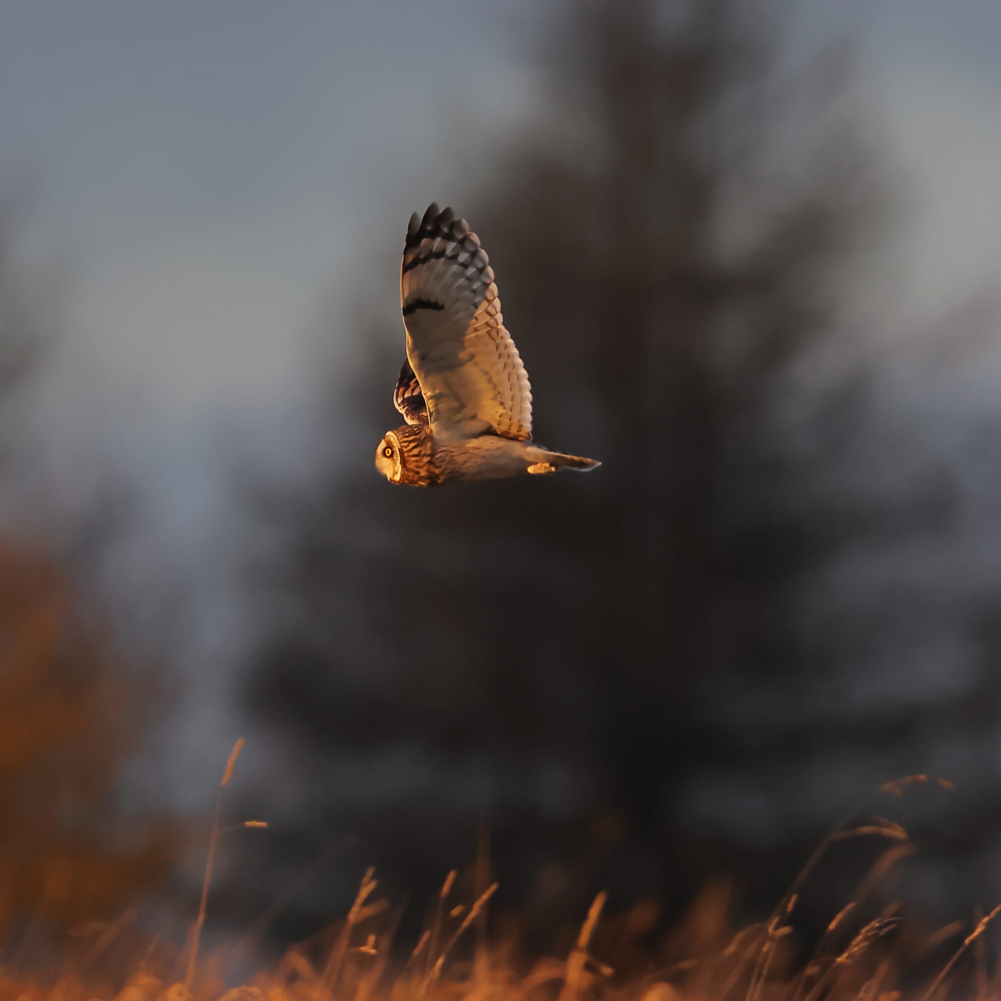 Short-eared Owl