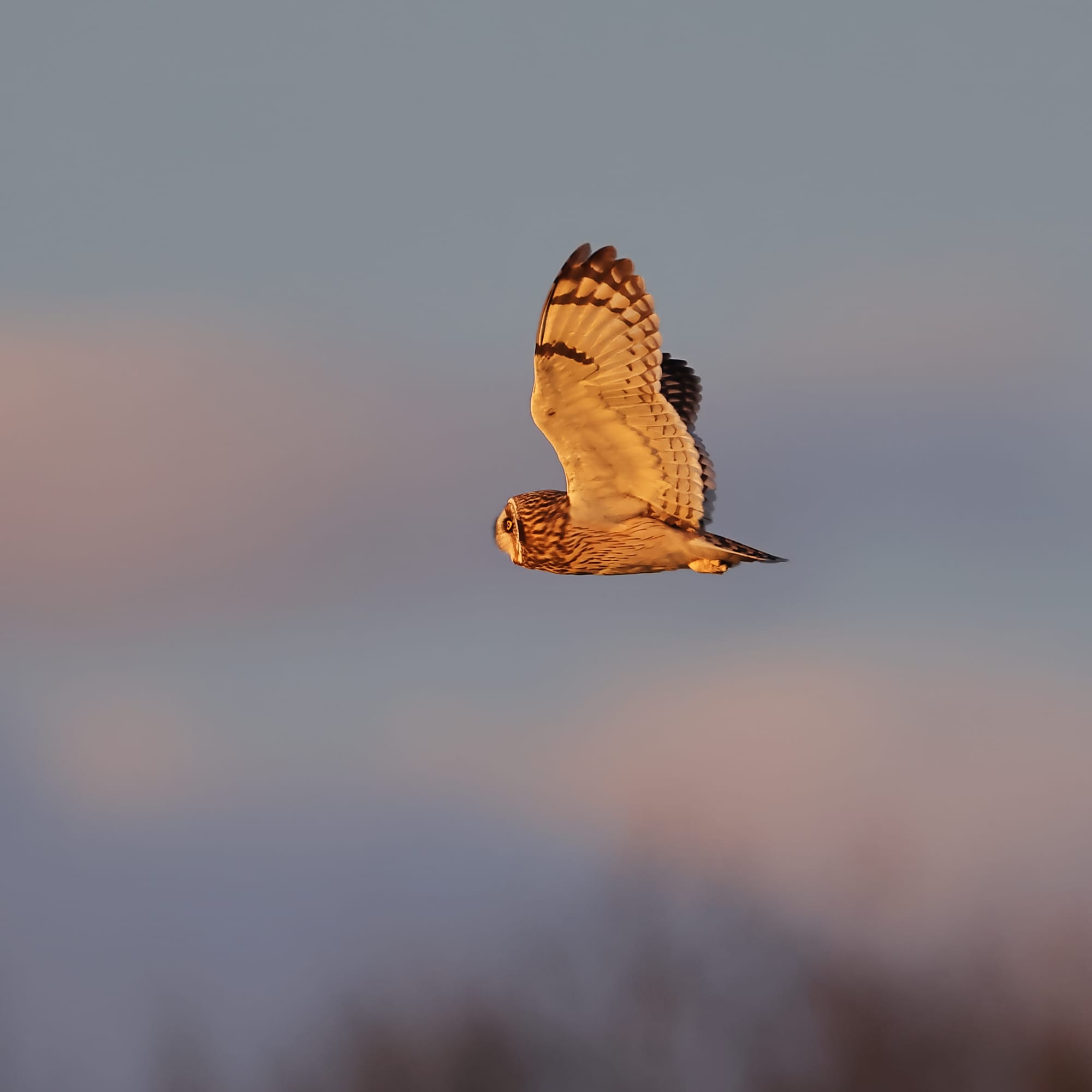 Short-eared Owl