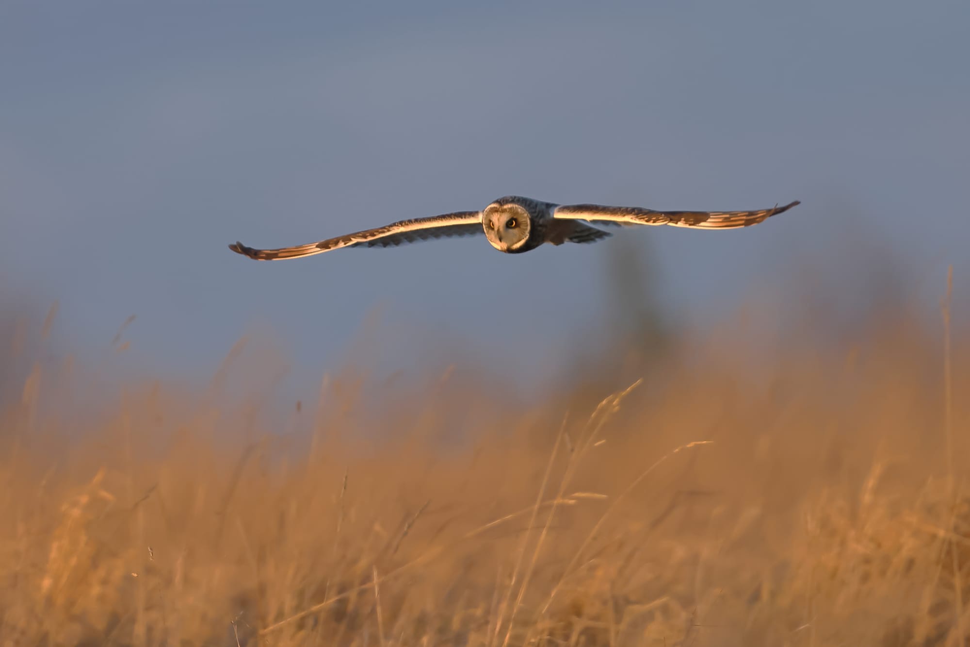 Short-eared Owl