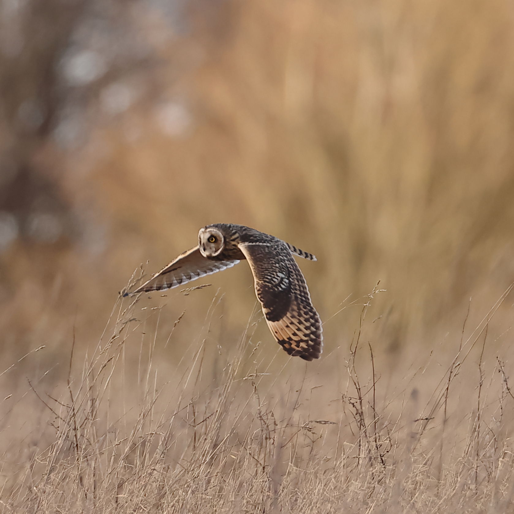 Short-eared Owl