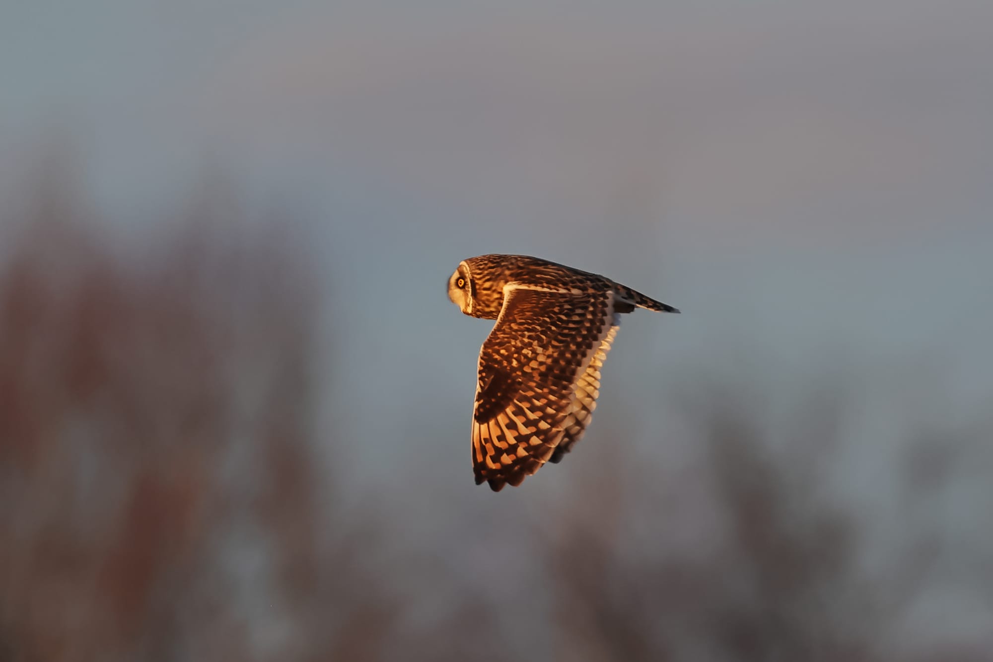 Short-eared Owl