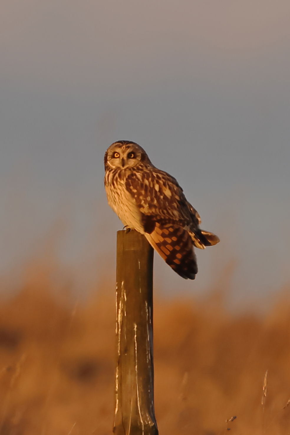 Short-eared Owl