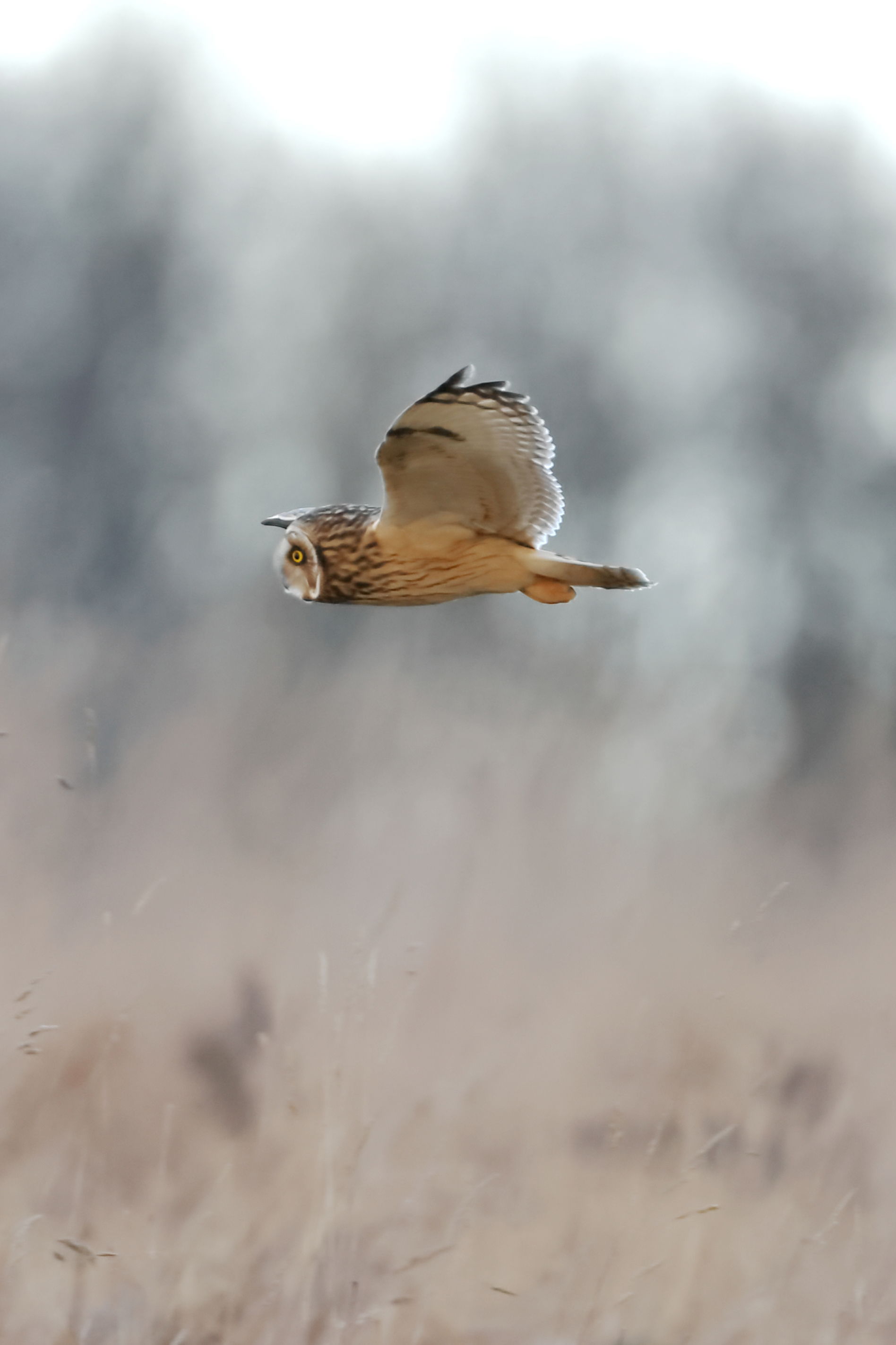 Short-eared Owl