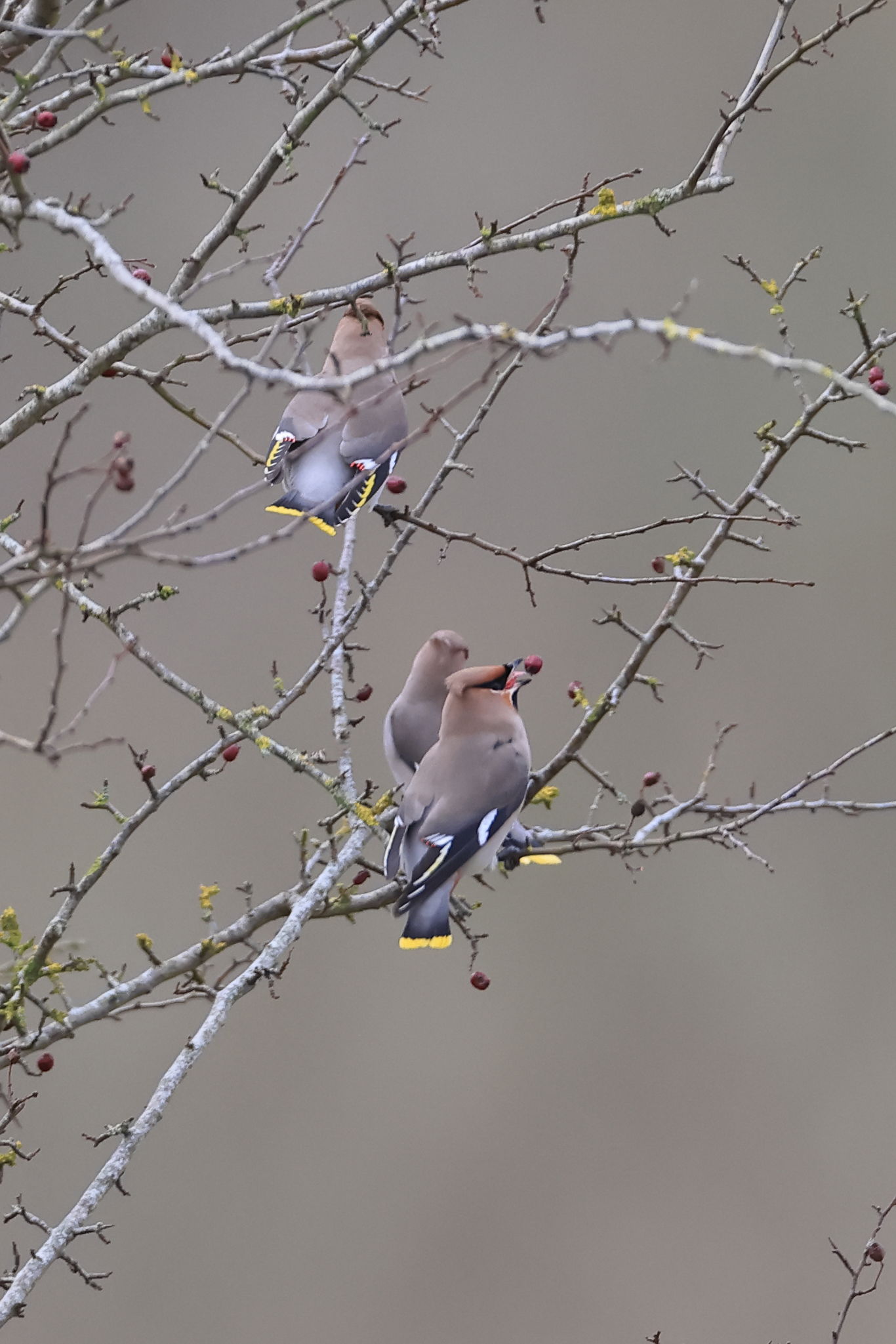 Waxwing