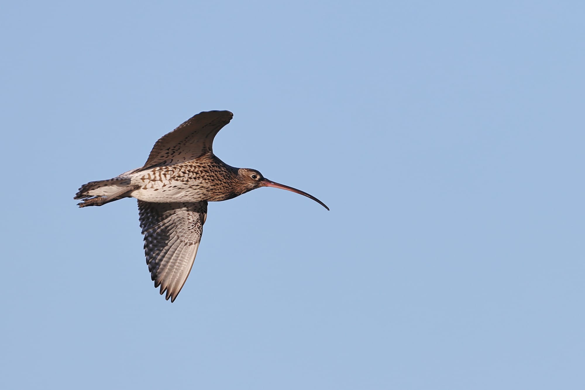 Curlew