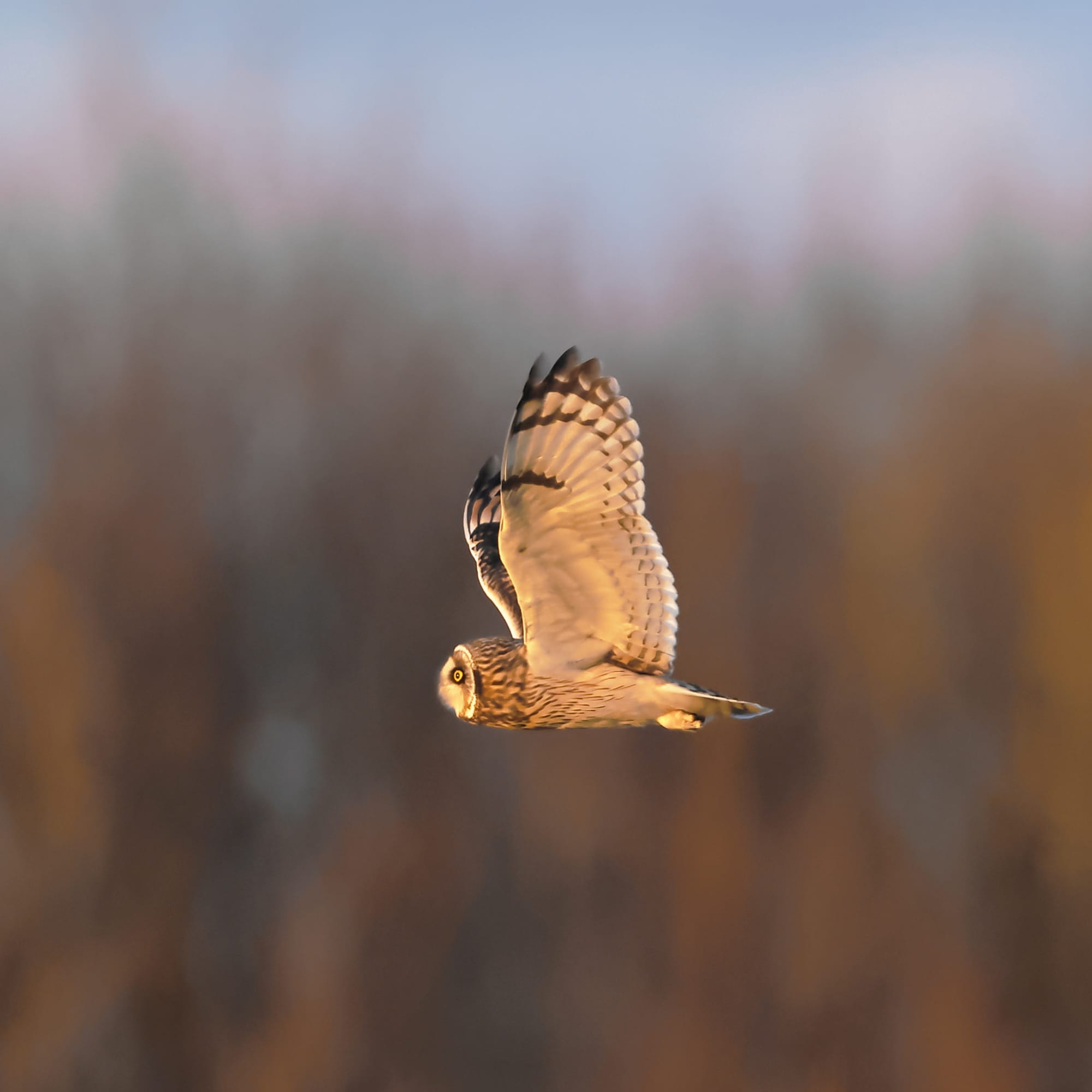 Short-eared Owl