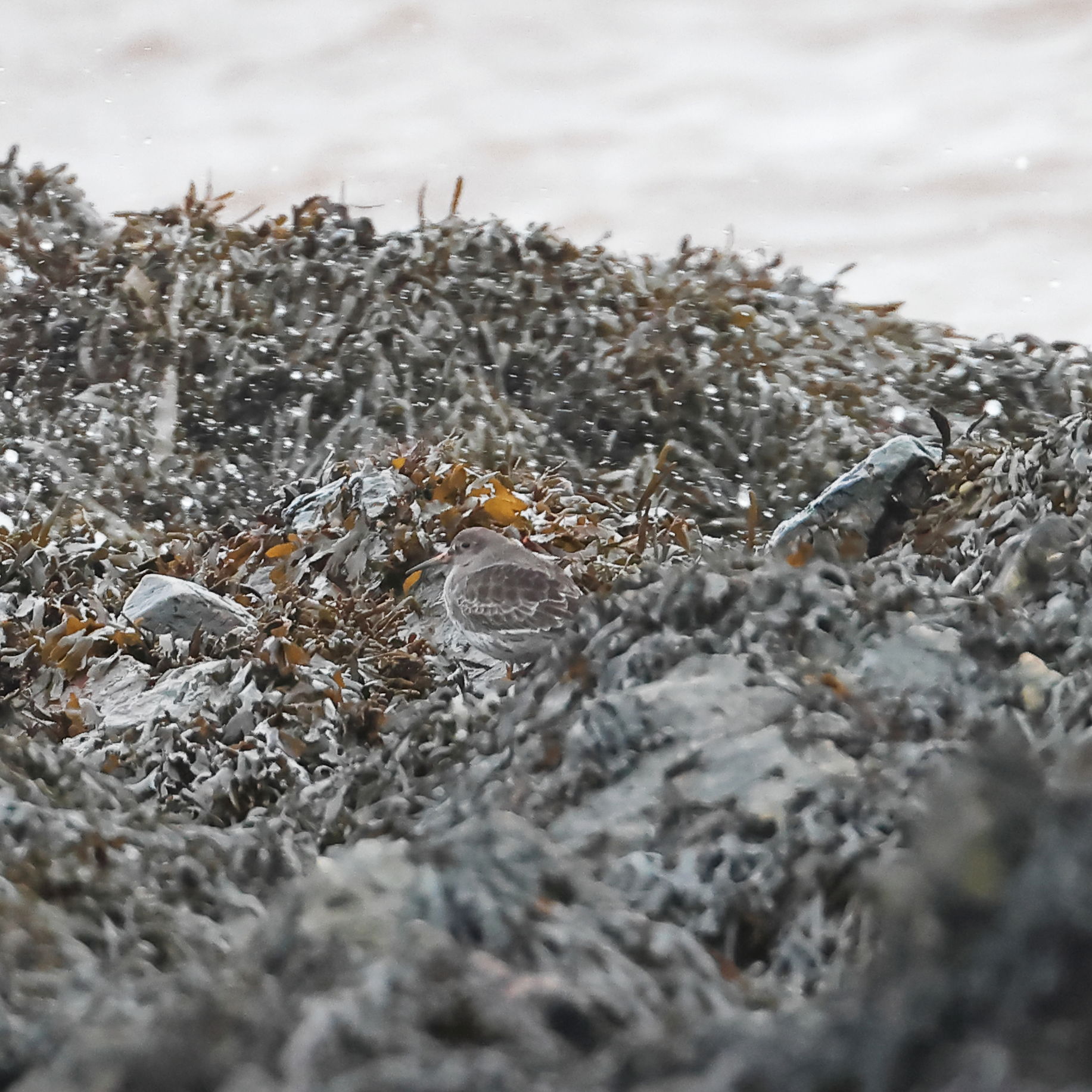 Purple Sandpiper