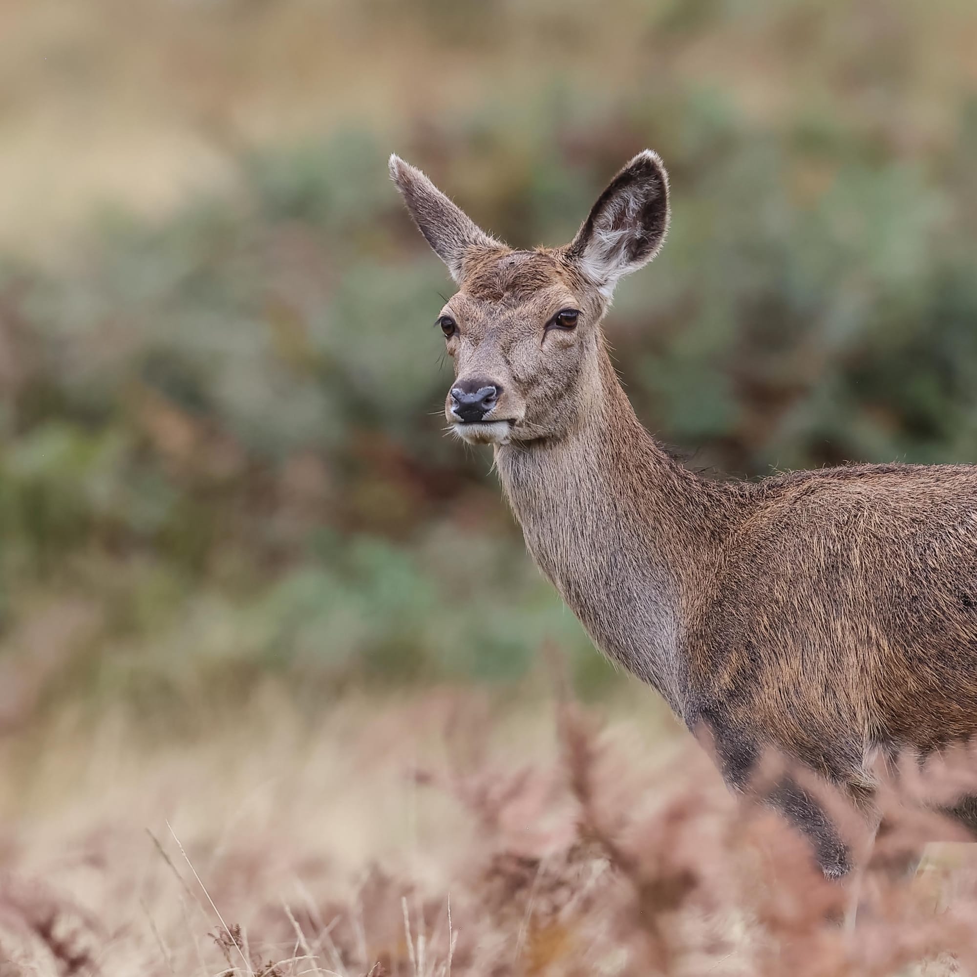 Red Deer