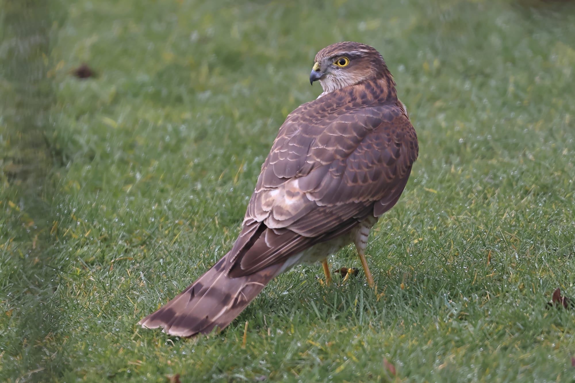 Sparrowhawk