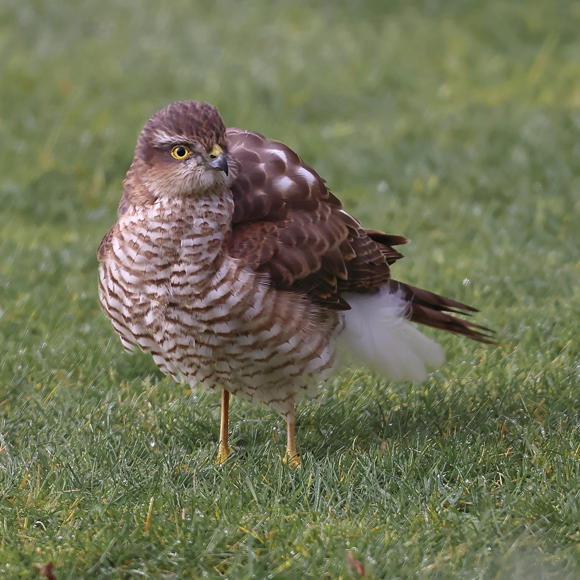 Sparrowhawk