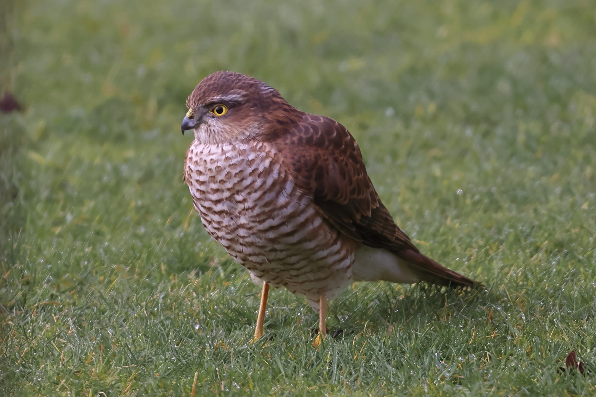 Sparrowhawk