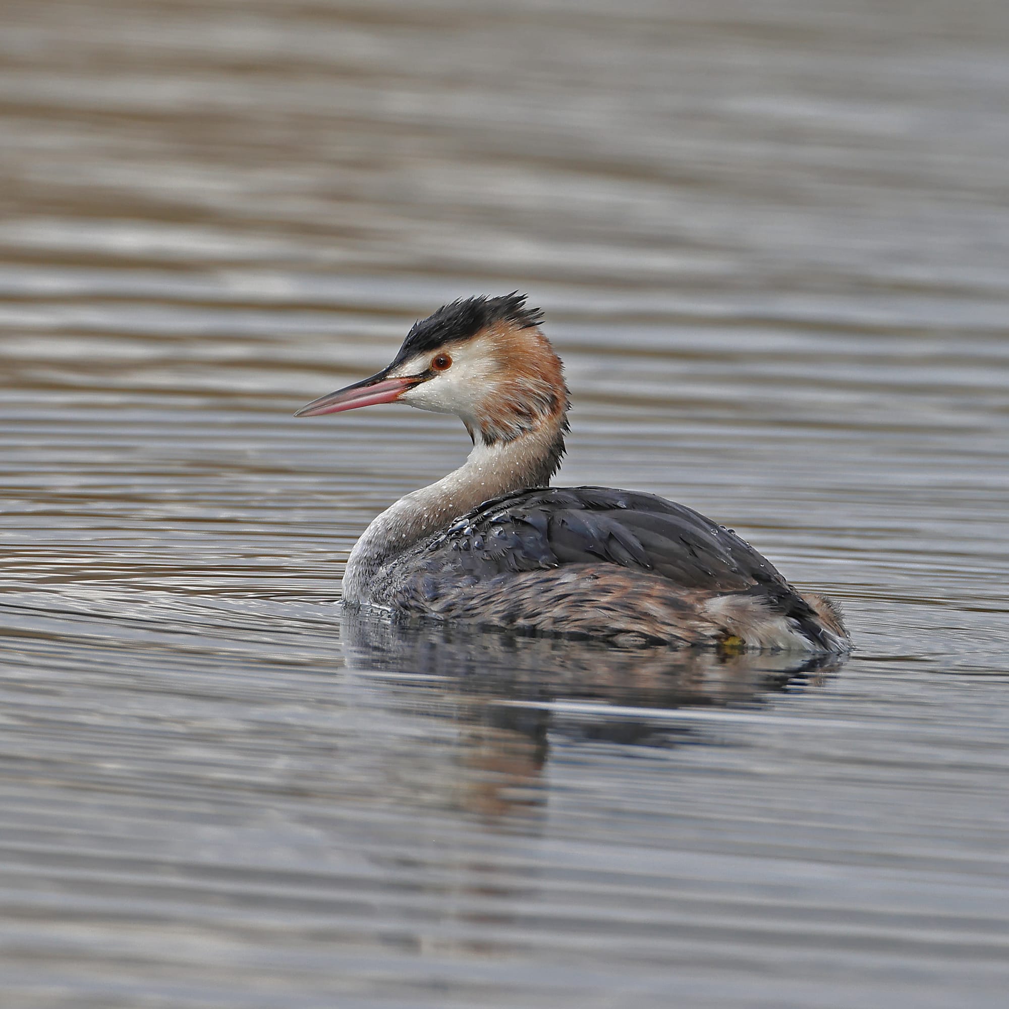 Great Crested Grebe