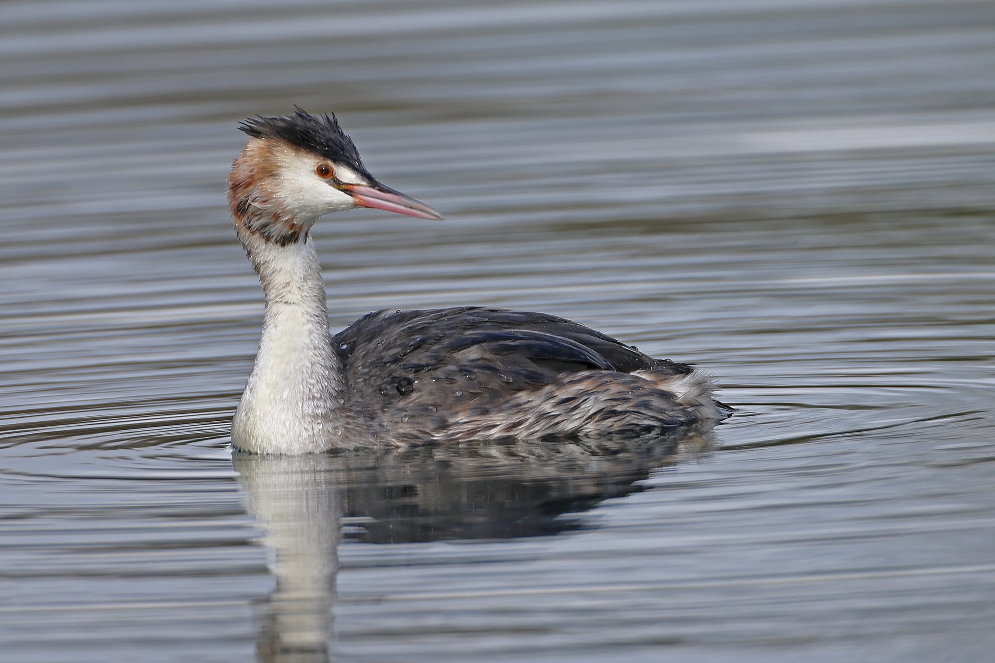 Great Crested Grebe