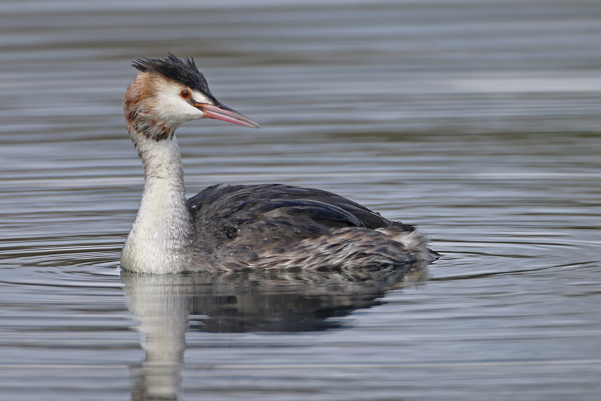 Great Crested Grebe