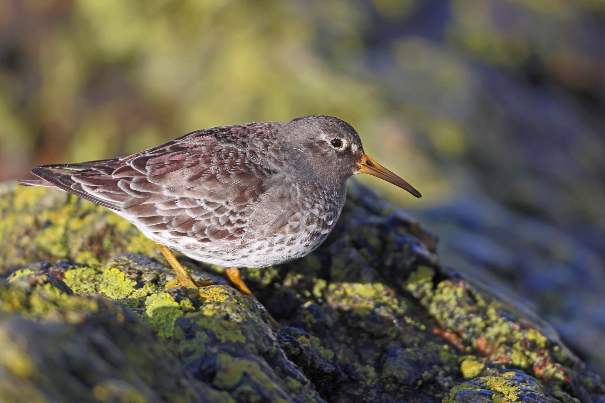 Purple Sandpiper