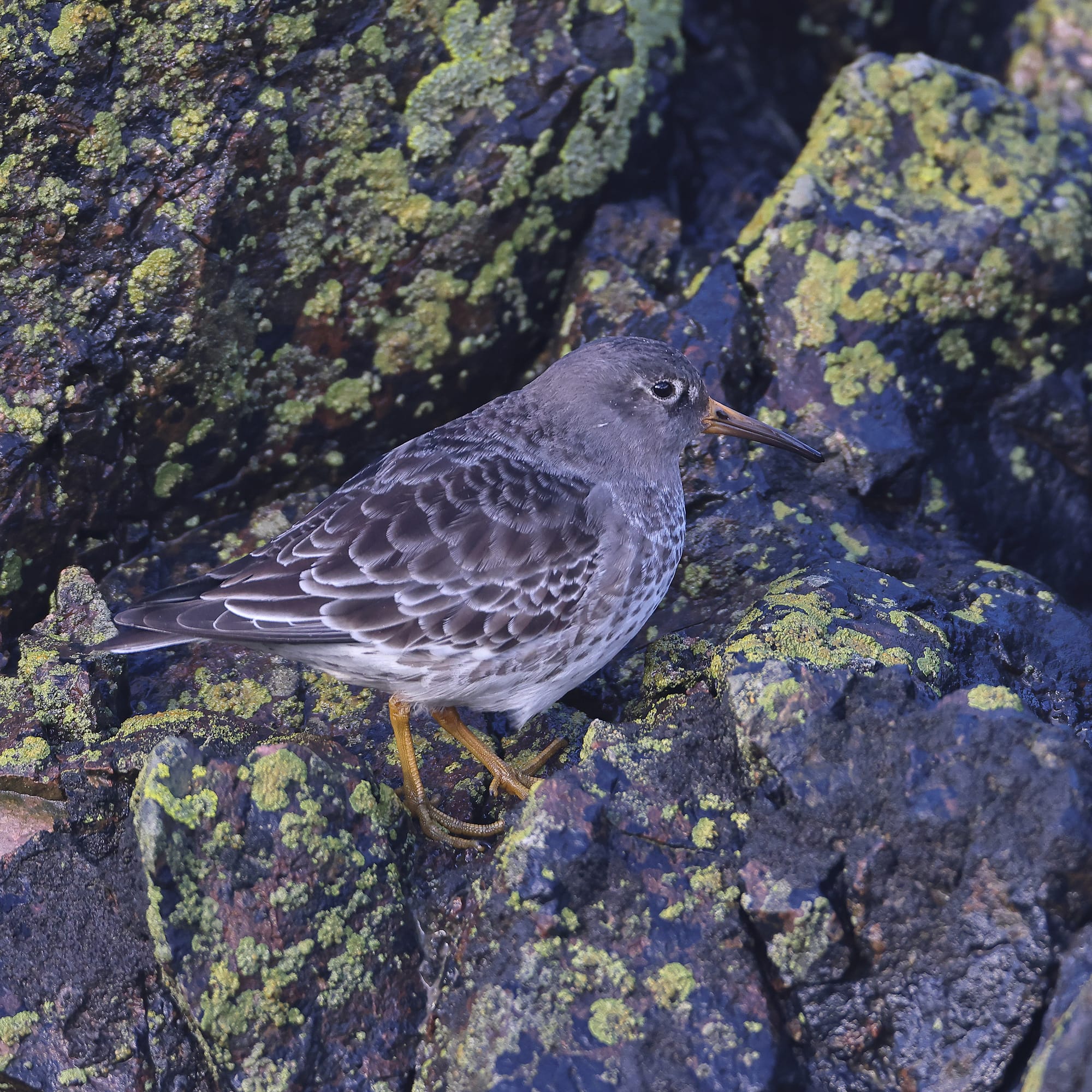 Purple Sandpiper