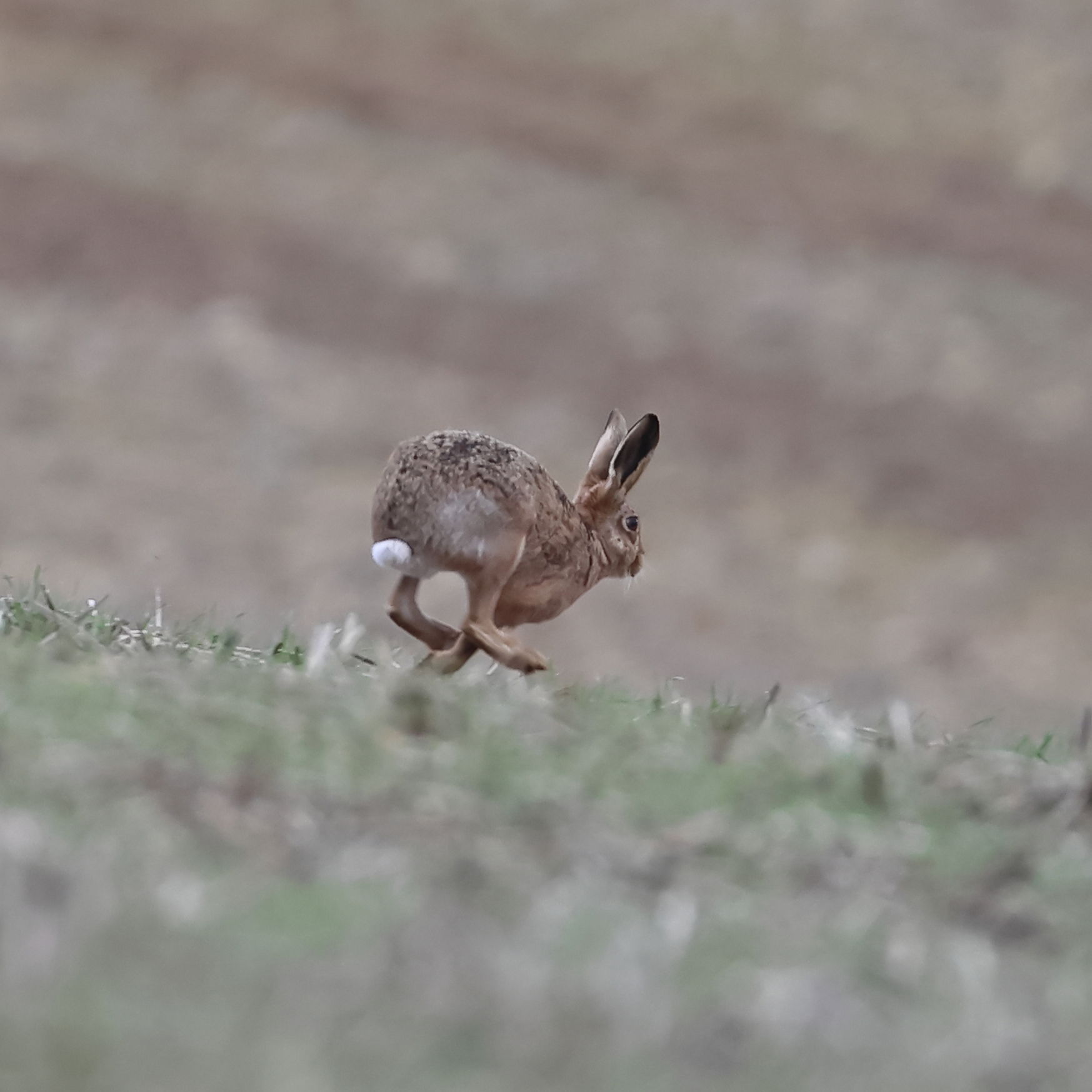 Brown Hare