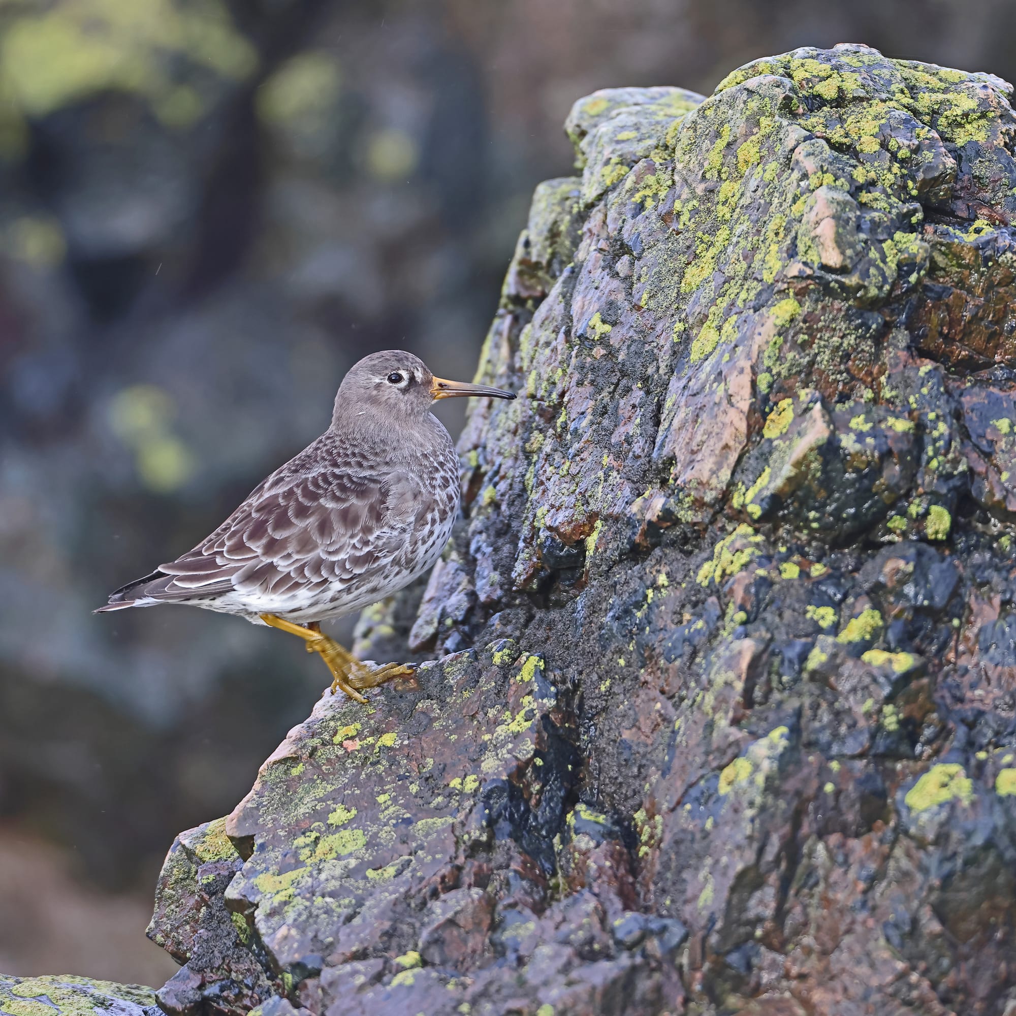 Purple Sandpiper