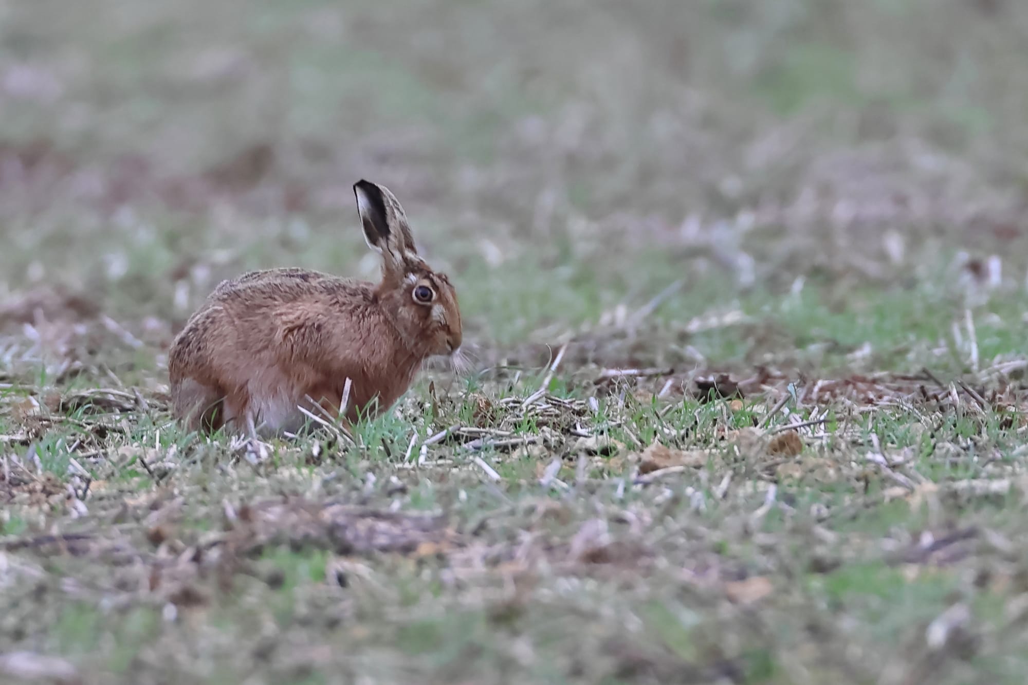 Brown Hare