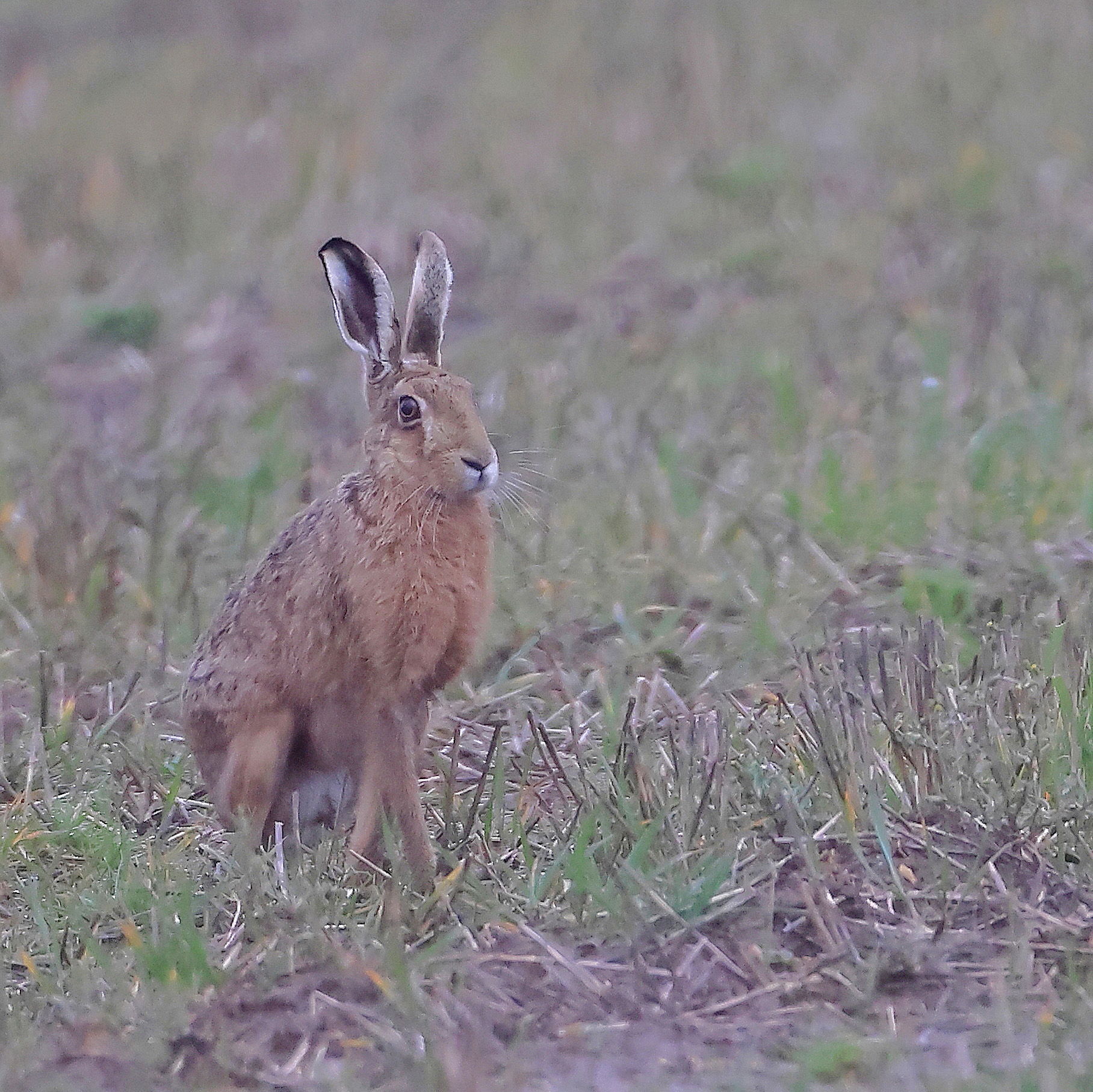 Brown Hare