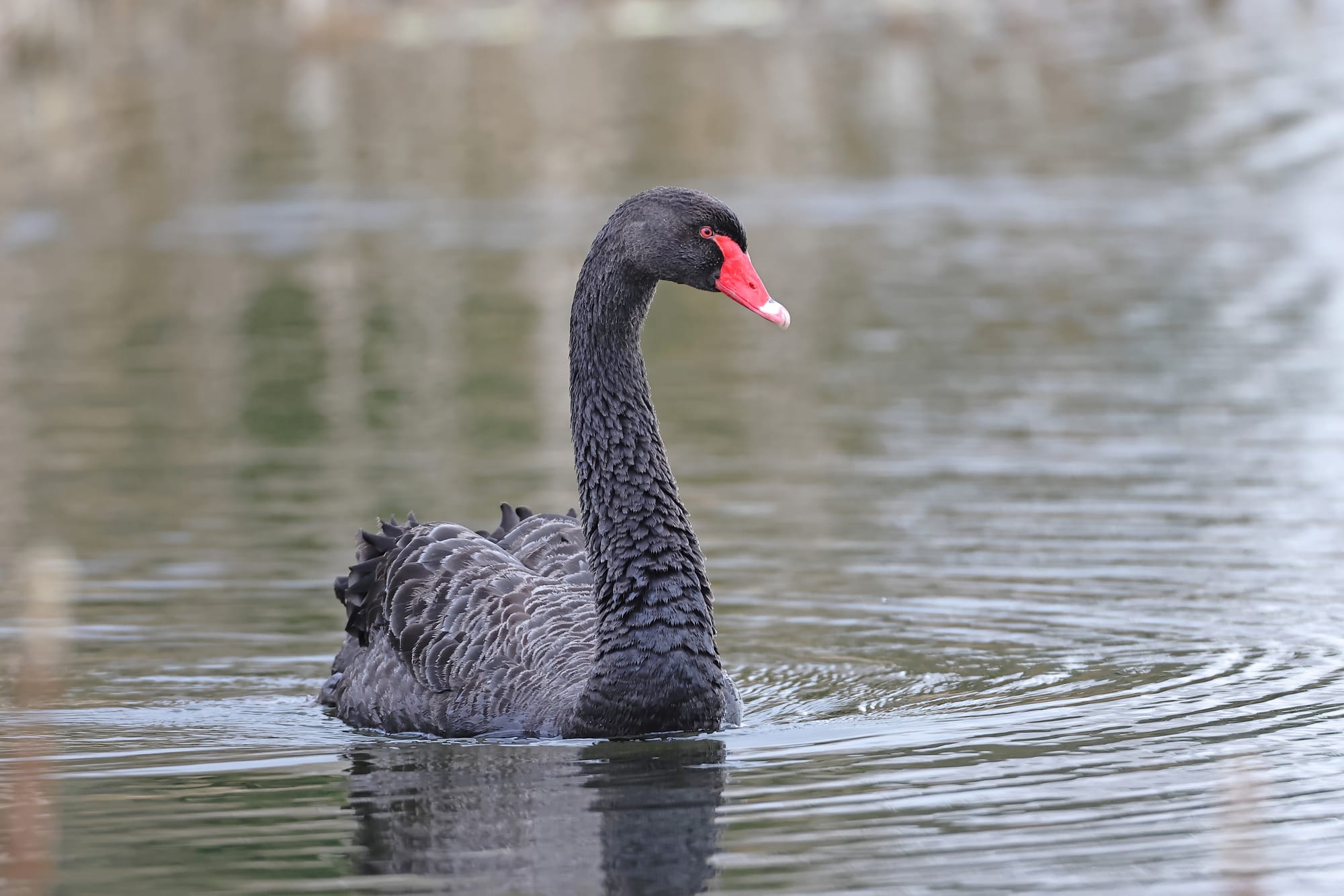 Black Swan