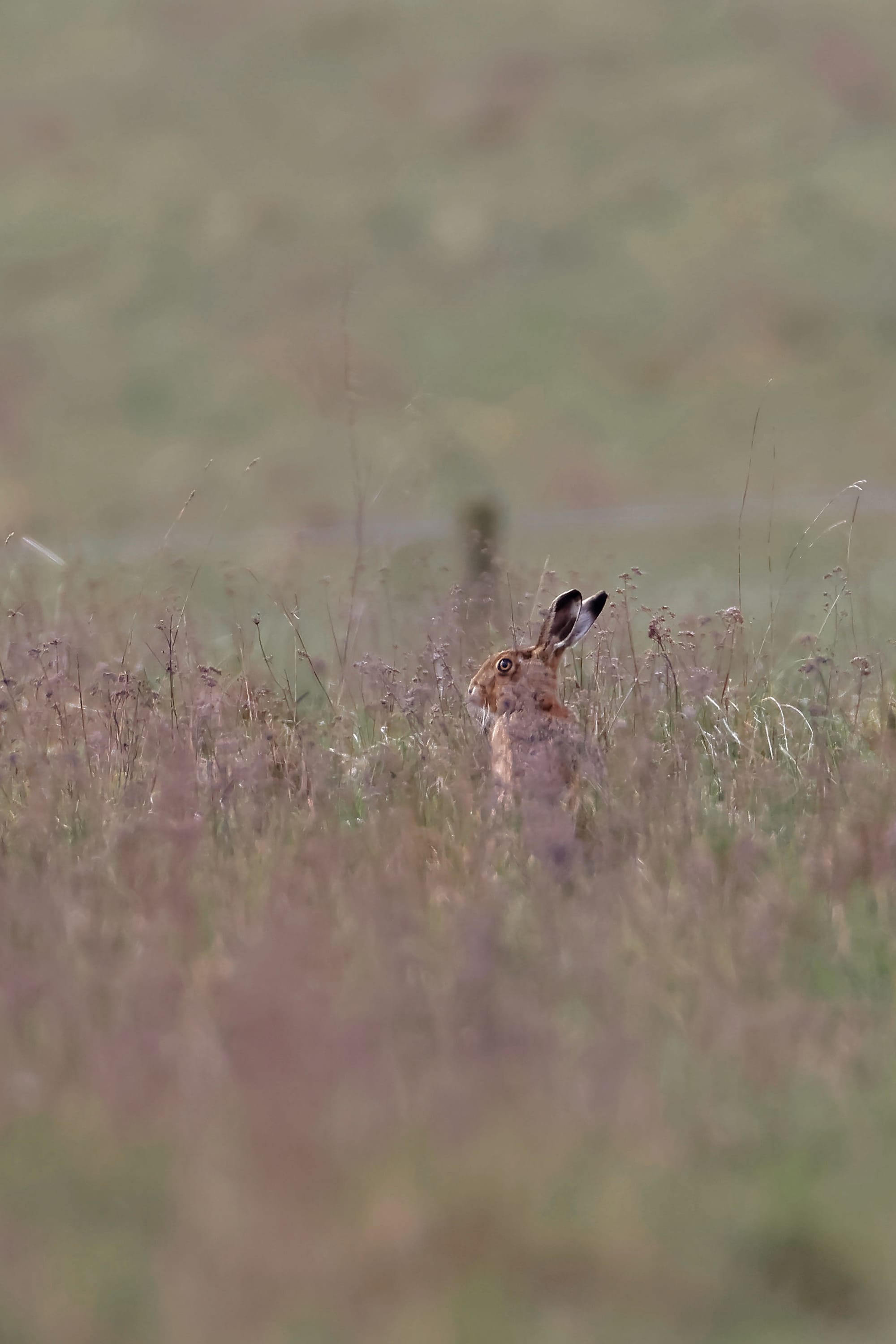 Brown Hare